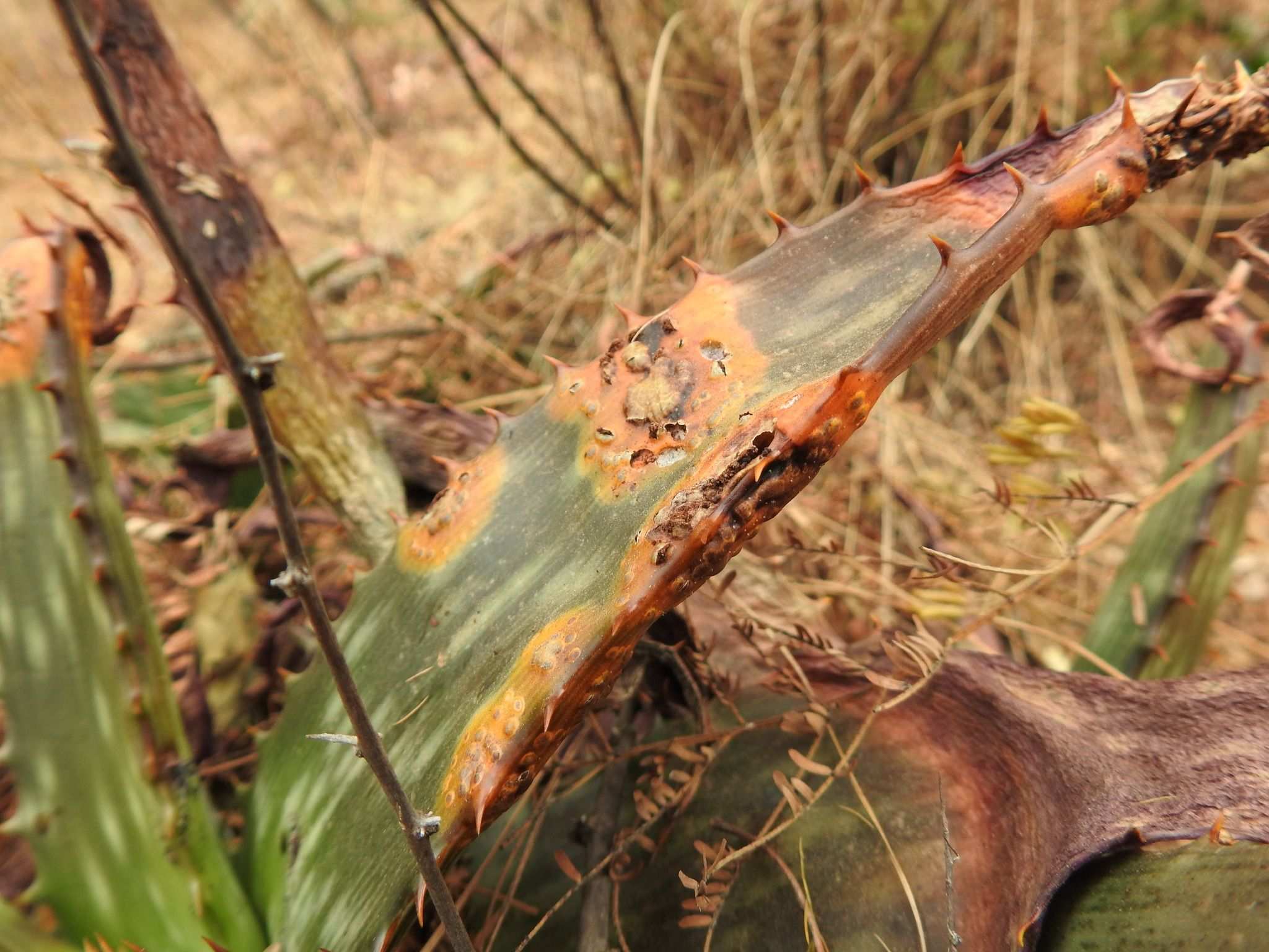 Uromyces aloes