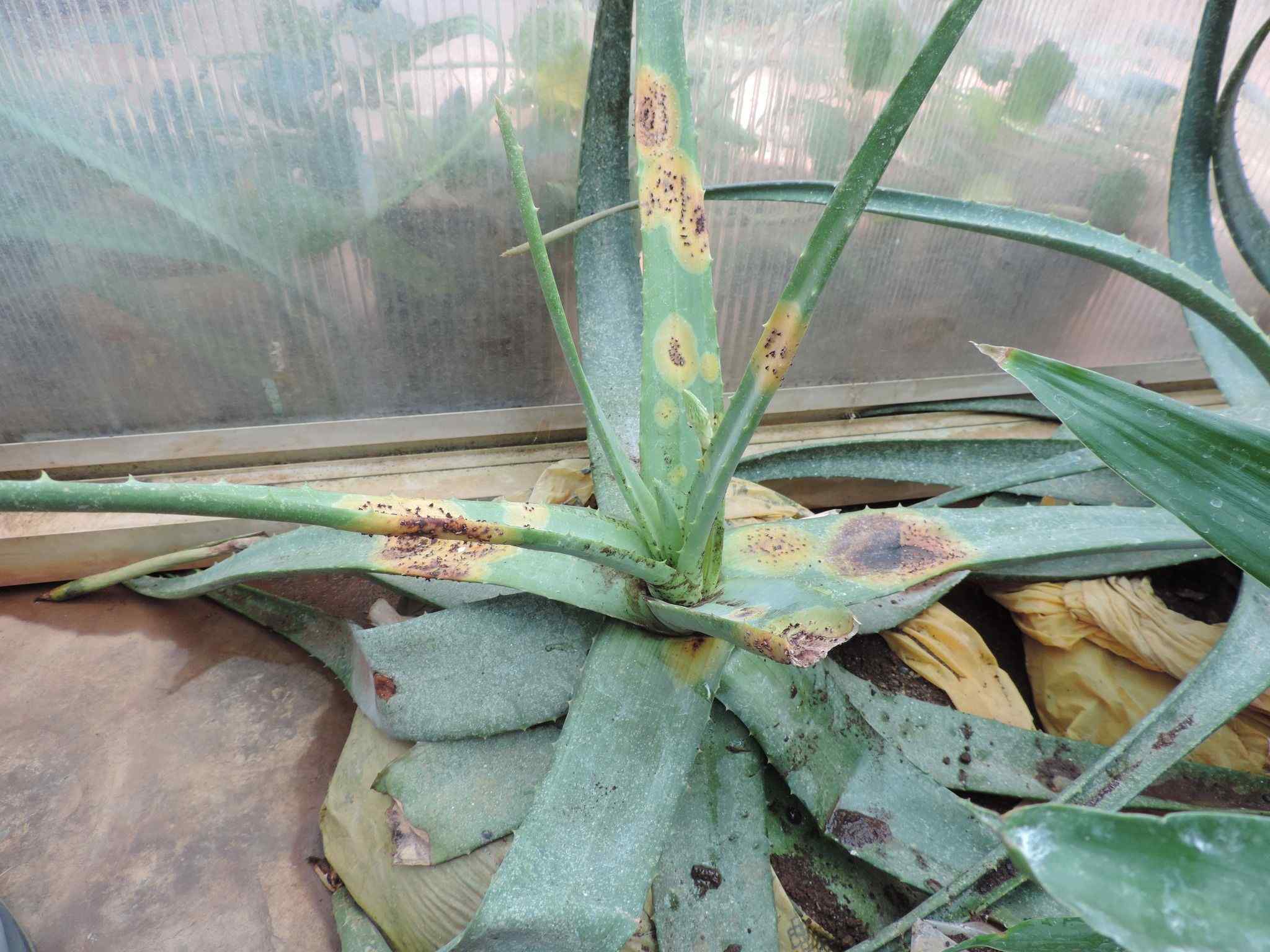 Uromyces aloes