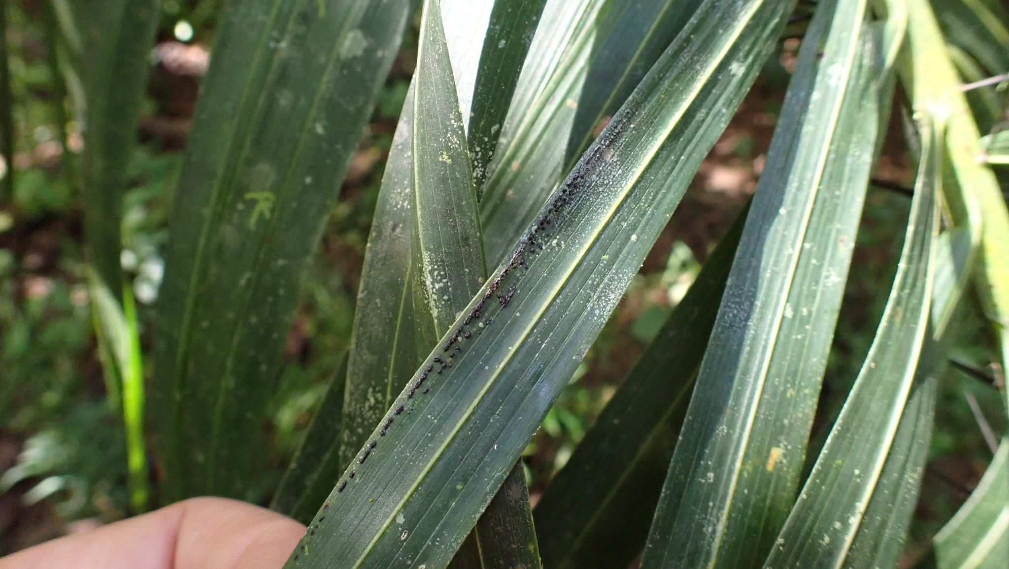 Camarotella costaricensis