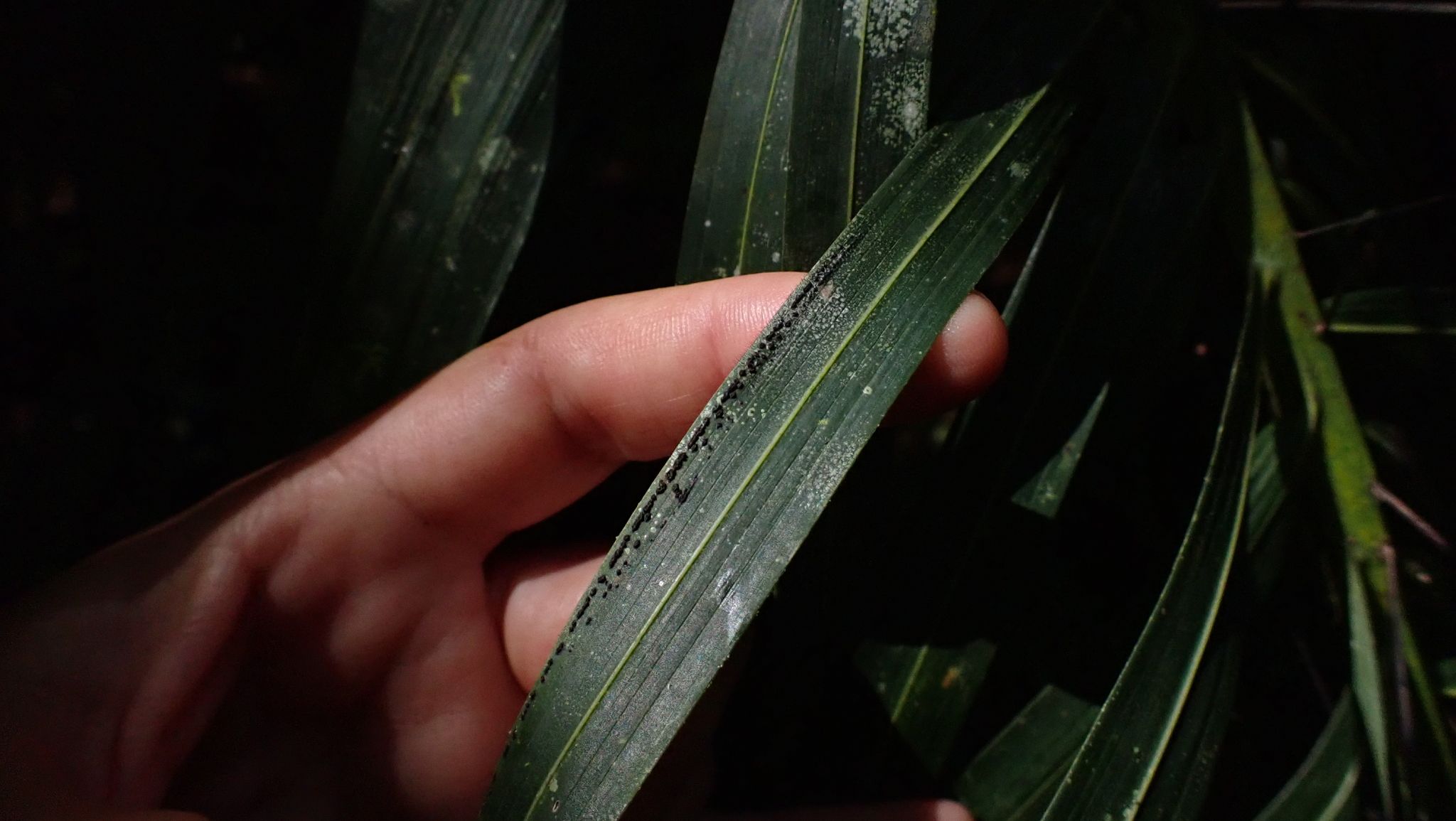 Camarotella costaricensis