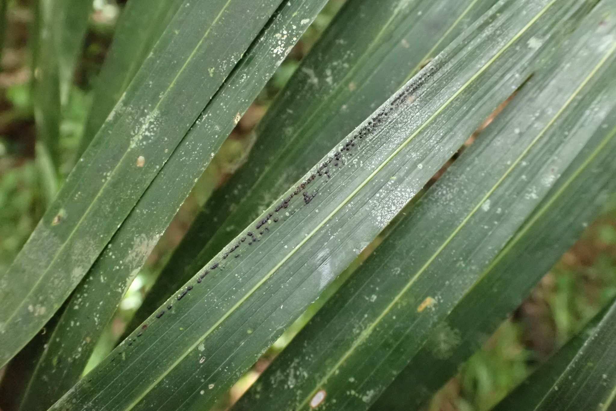Camarotella costaricensis
