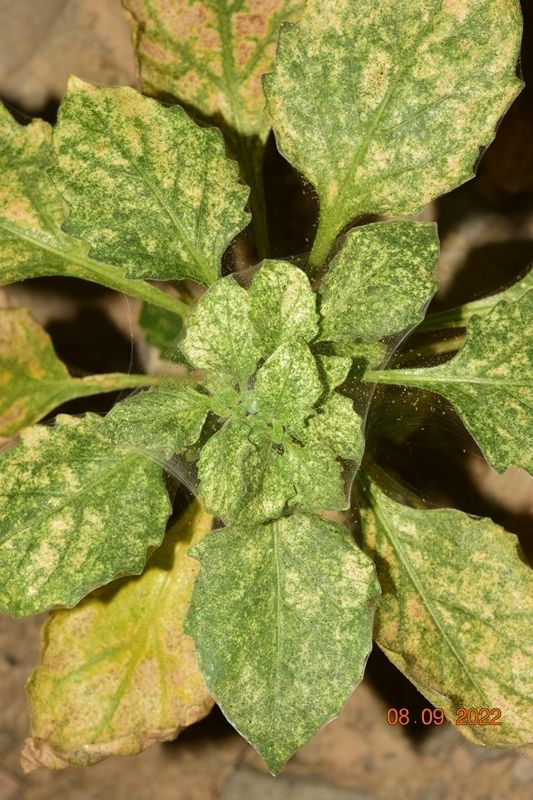 Tetranychus evansi