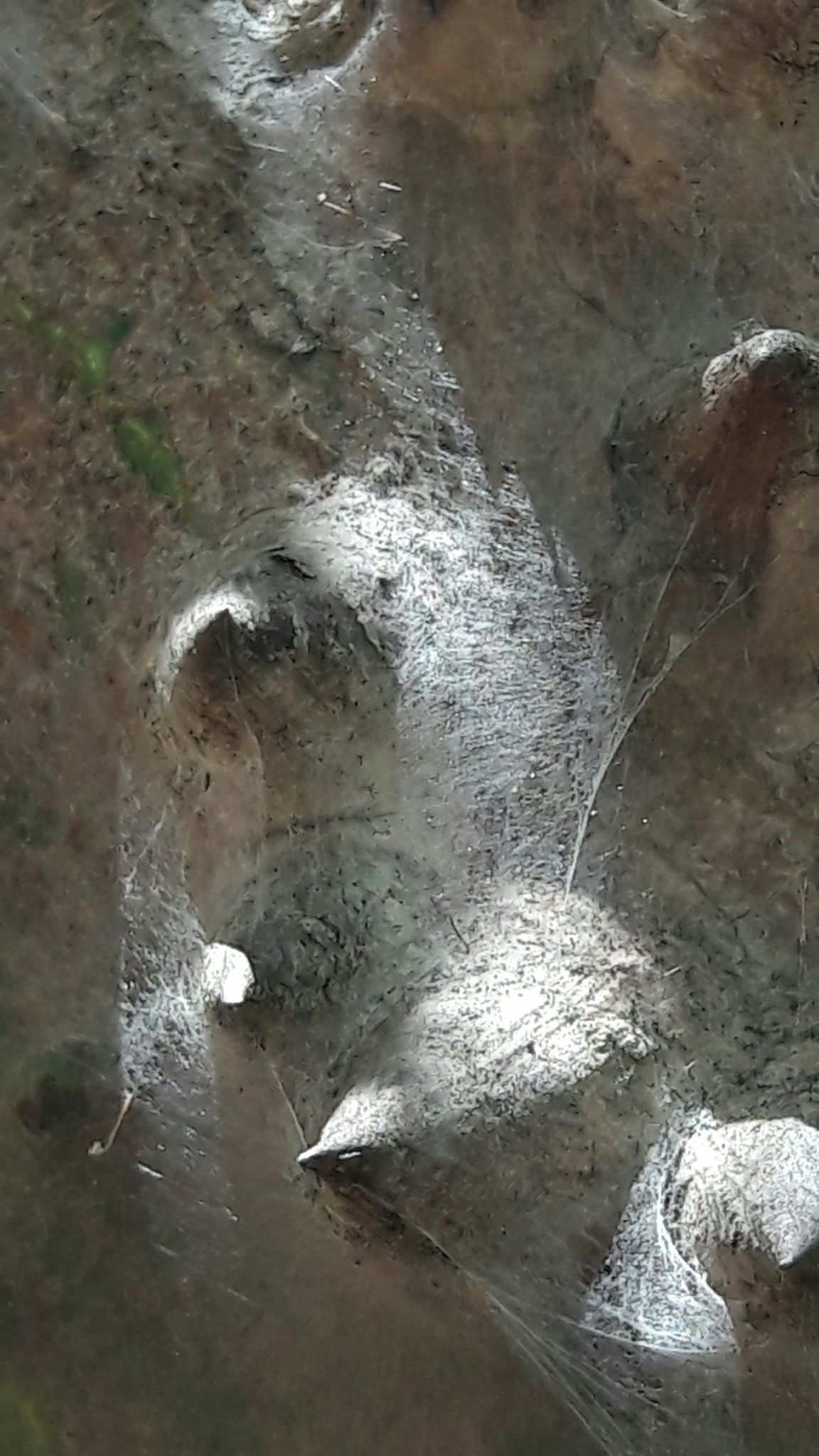 Tetranychus evansi