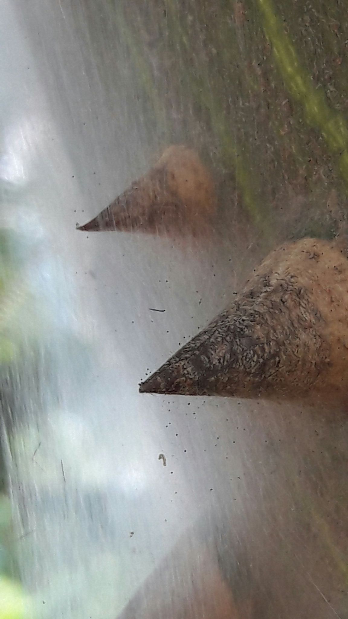 Tetranychus evansi