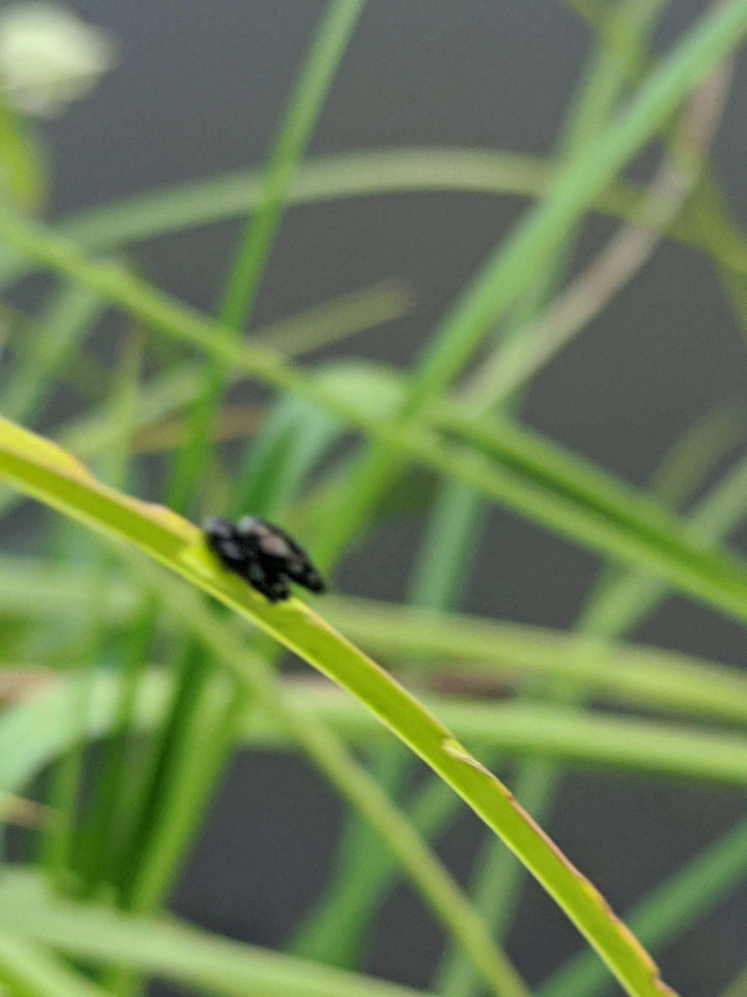Taphrocerus