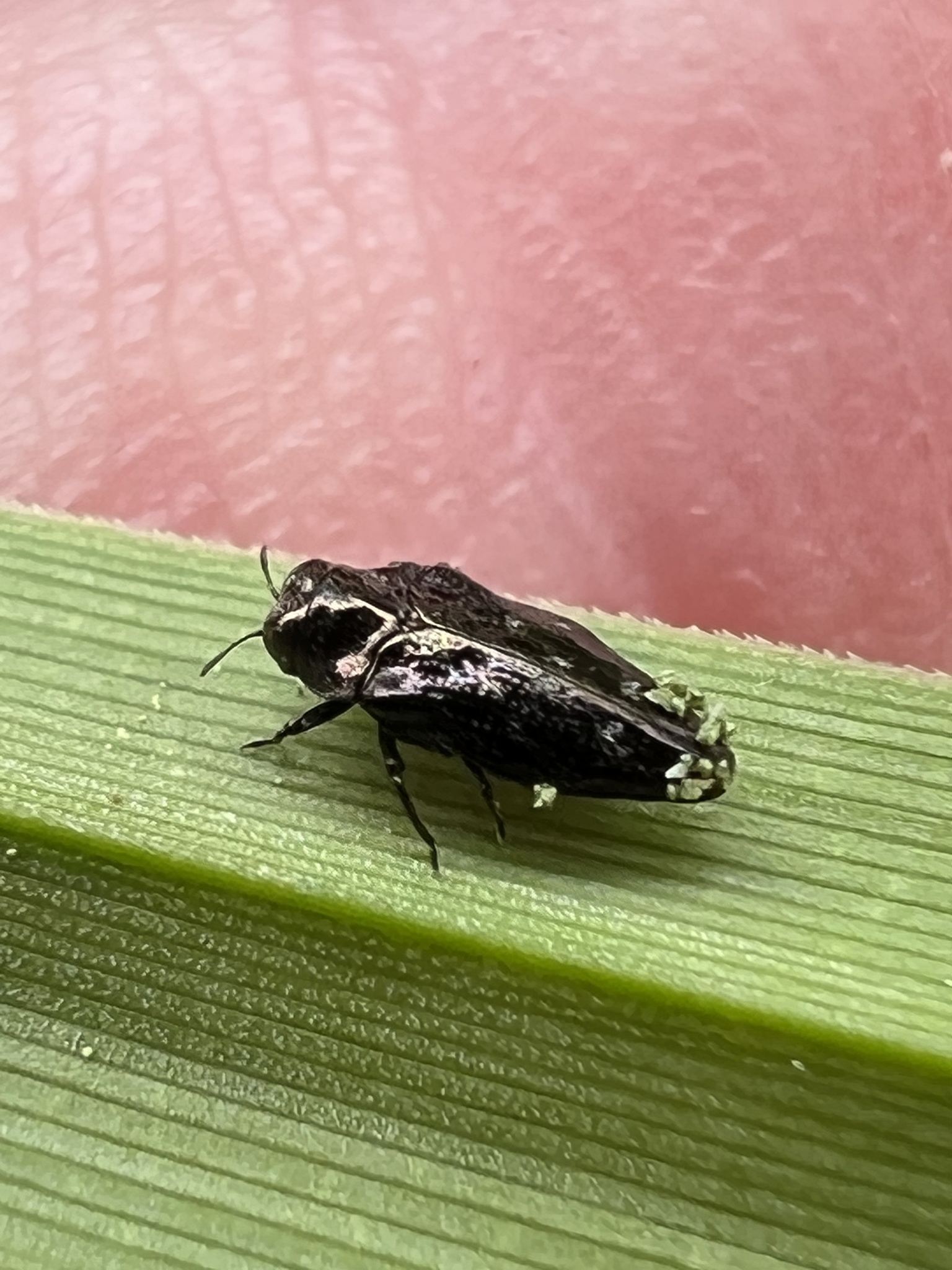 Taphrocerus