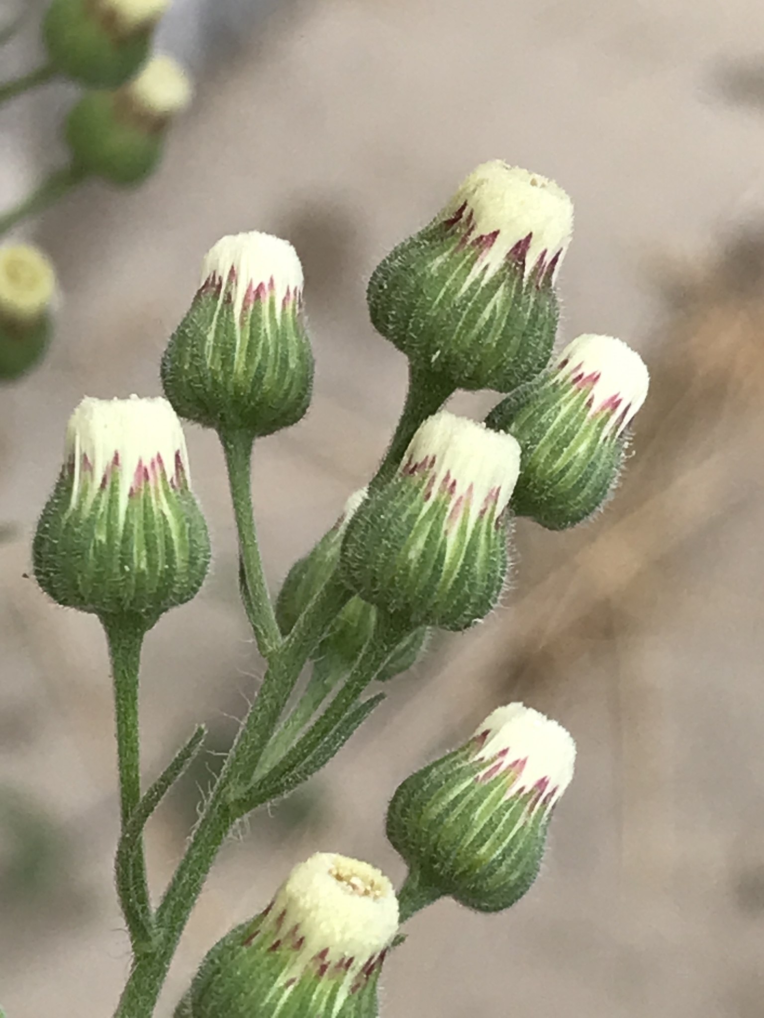 Conyza bonariensis