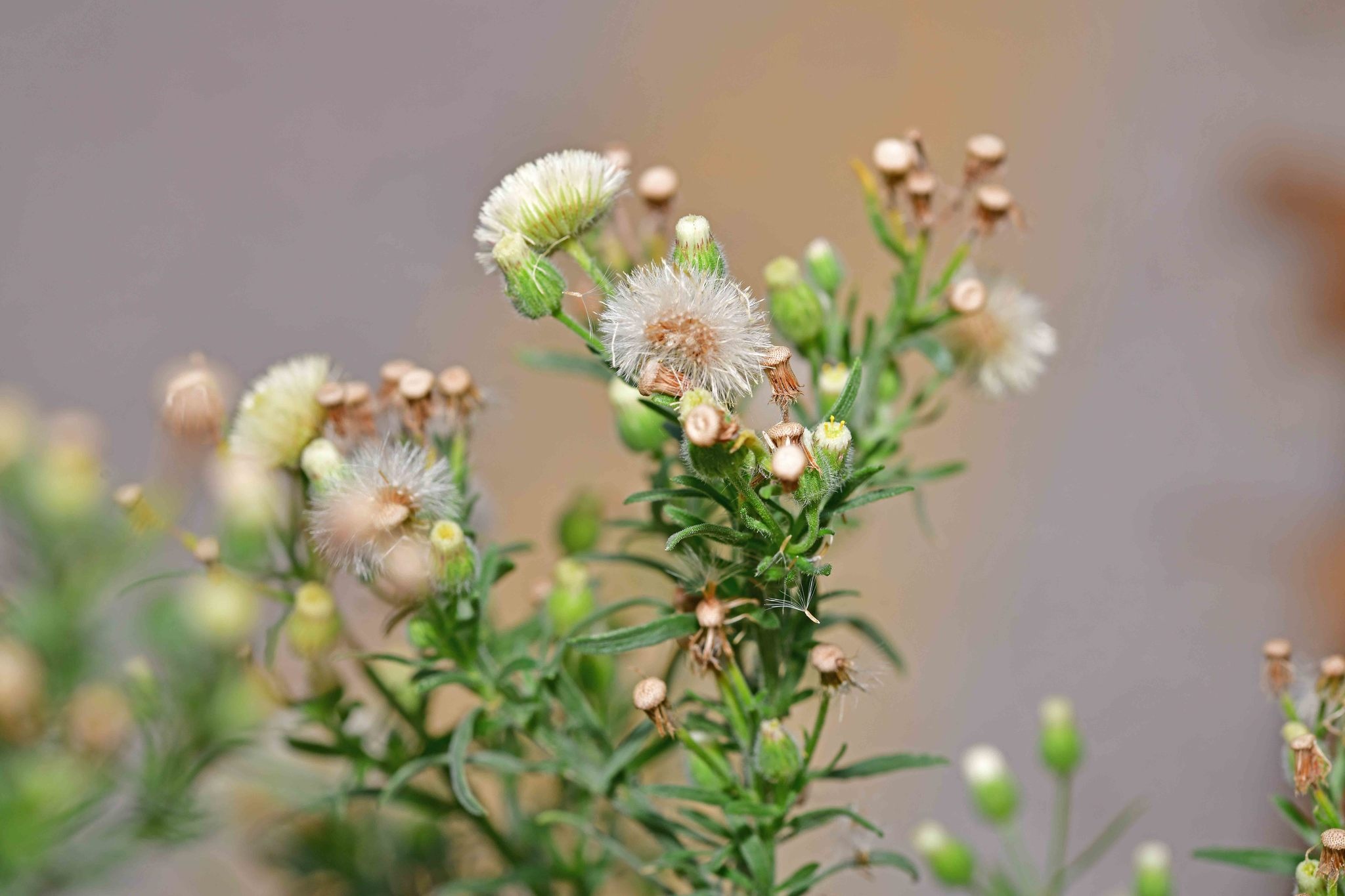 Conyza bonariensis