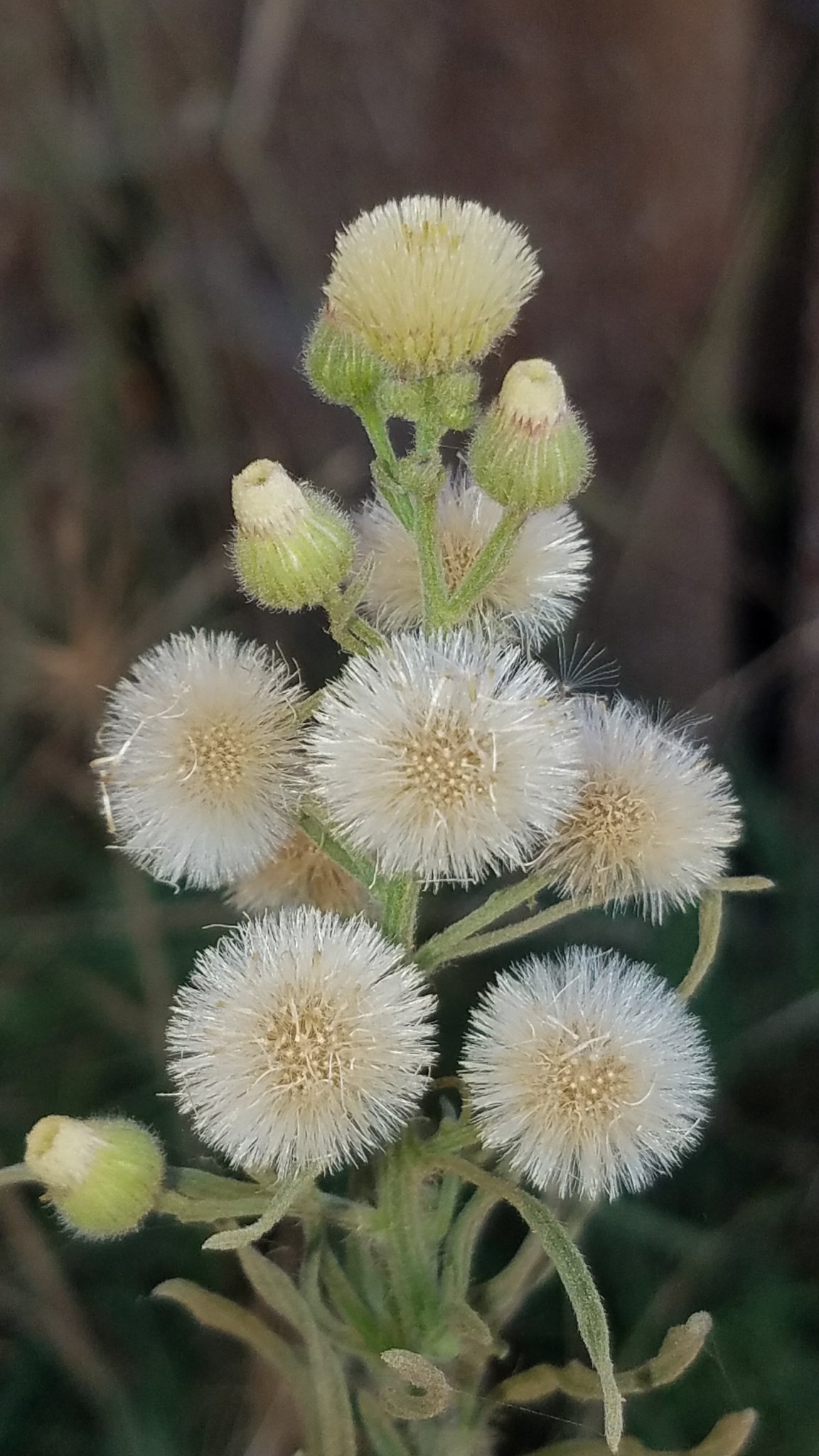 Conyza bonariensis