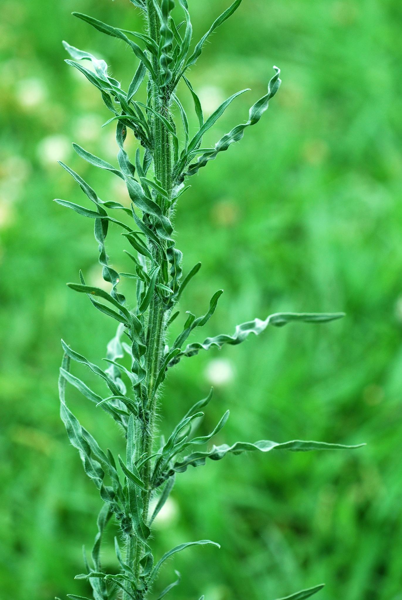 Conyza bonariensis