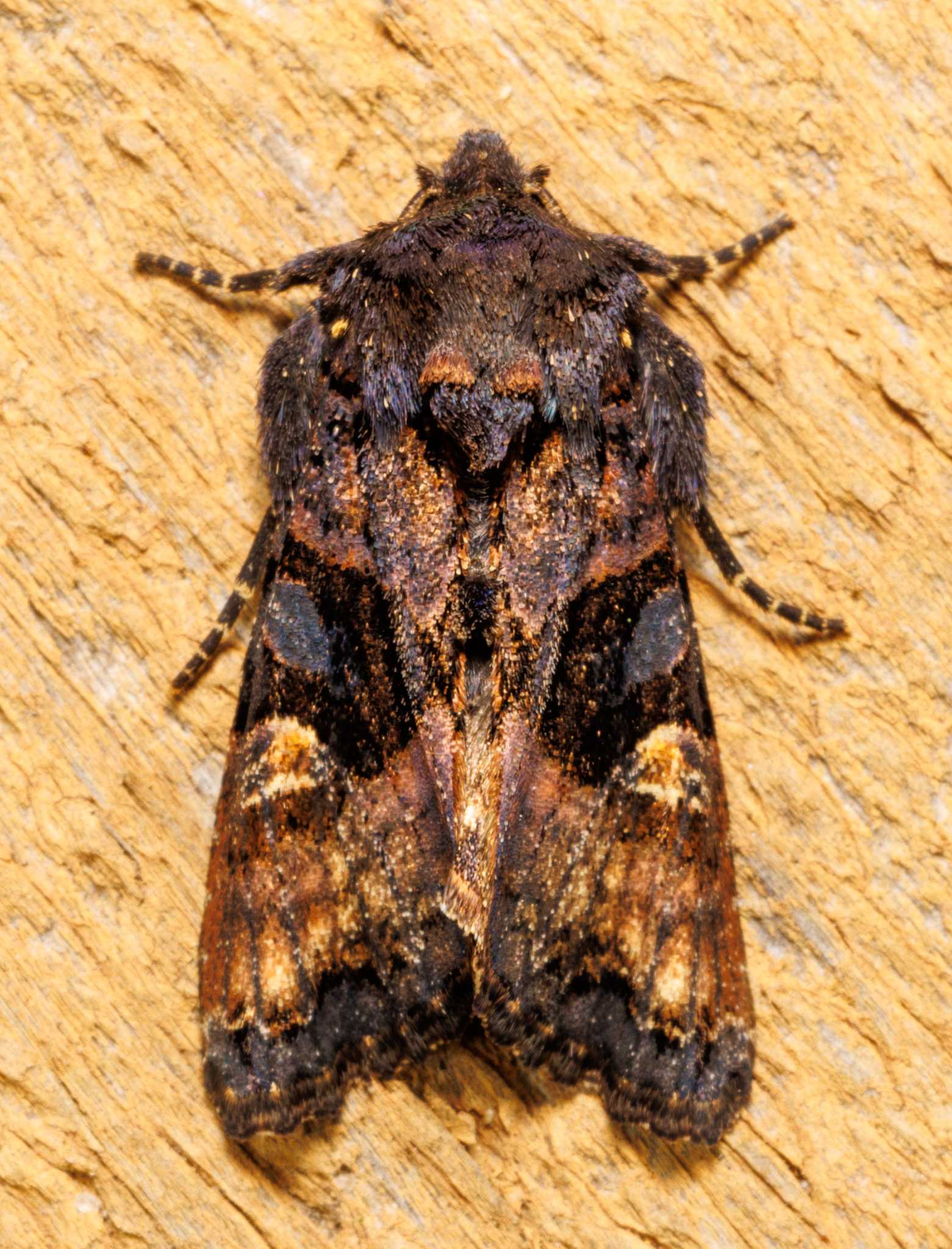 Euplexia benesimilis