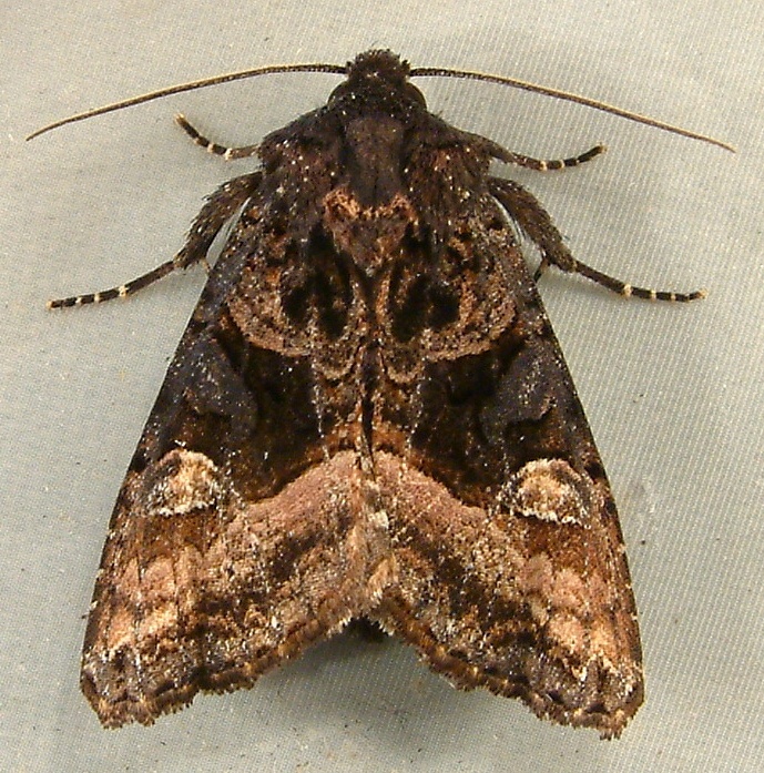Euplexia benesimilis