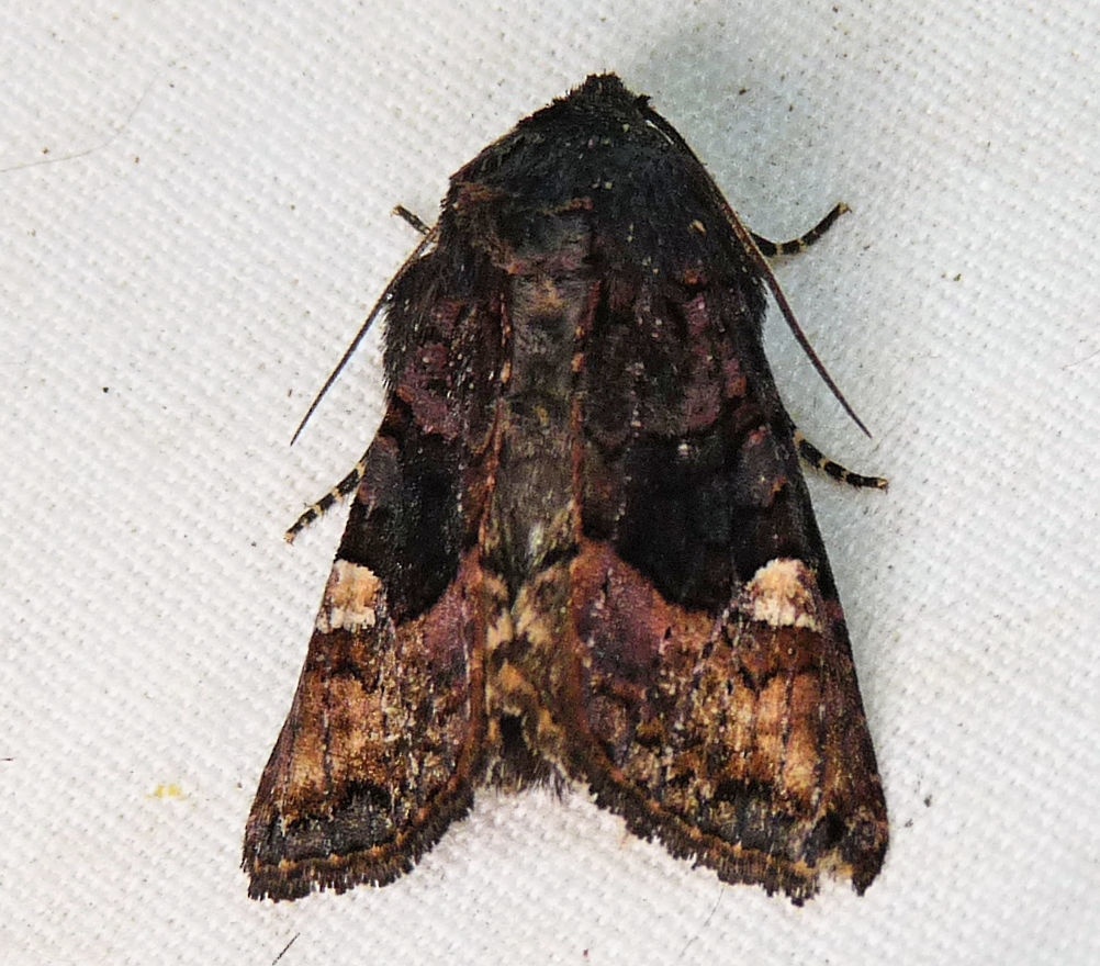Euplexia benesimilis