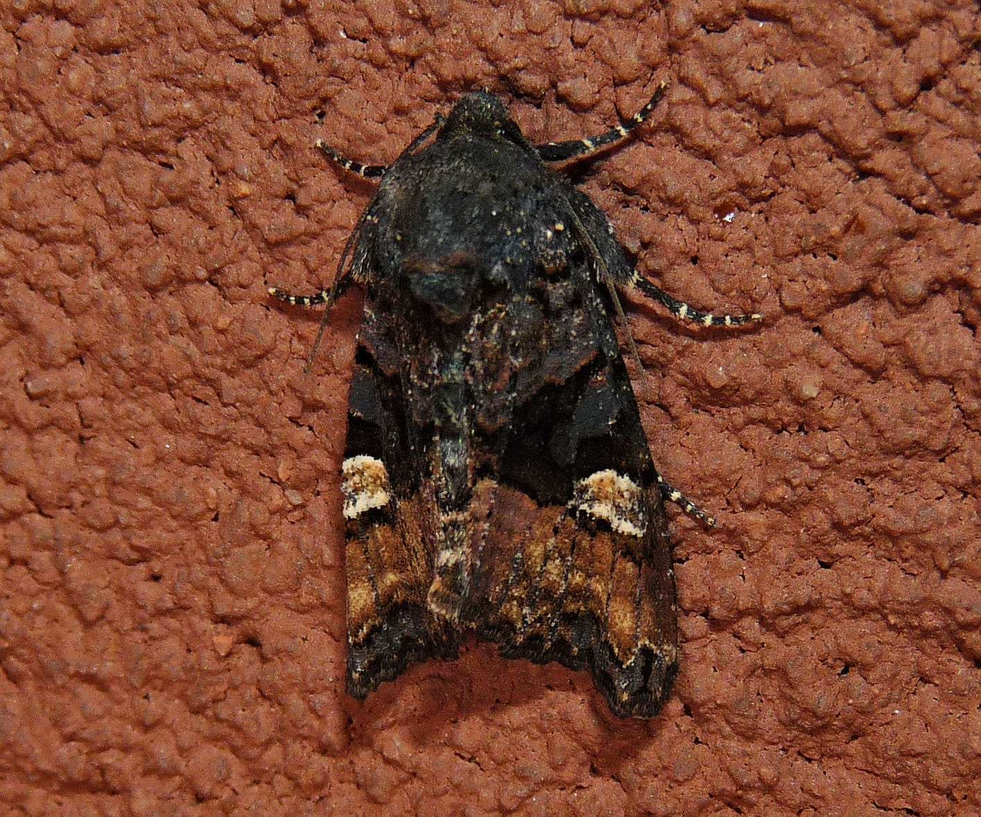 Euplexia benesimilis