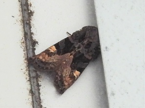 Euplexia benesimilis