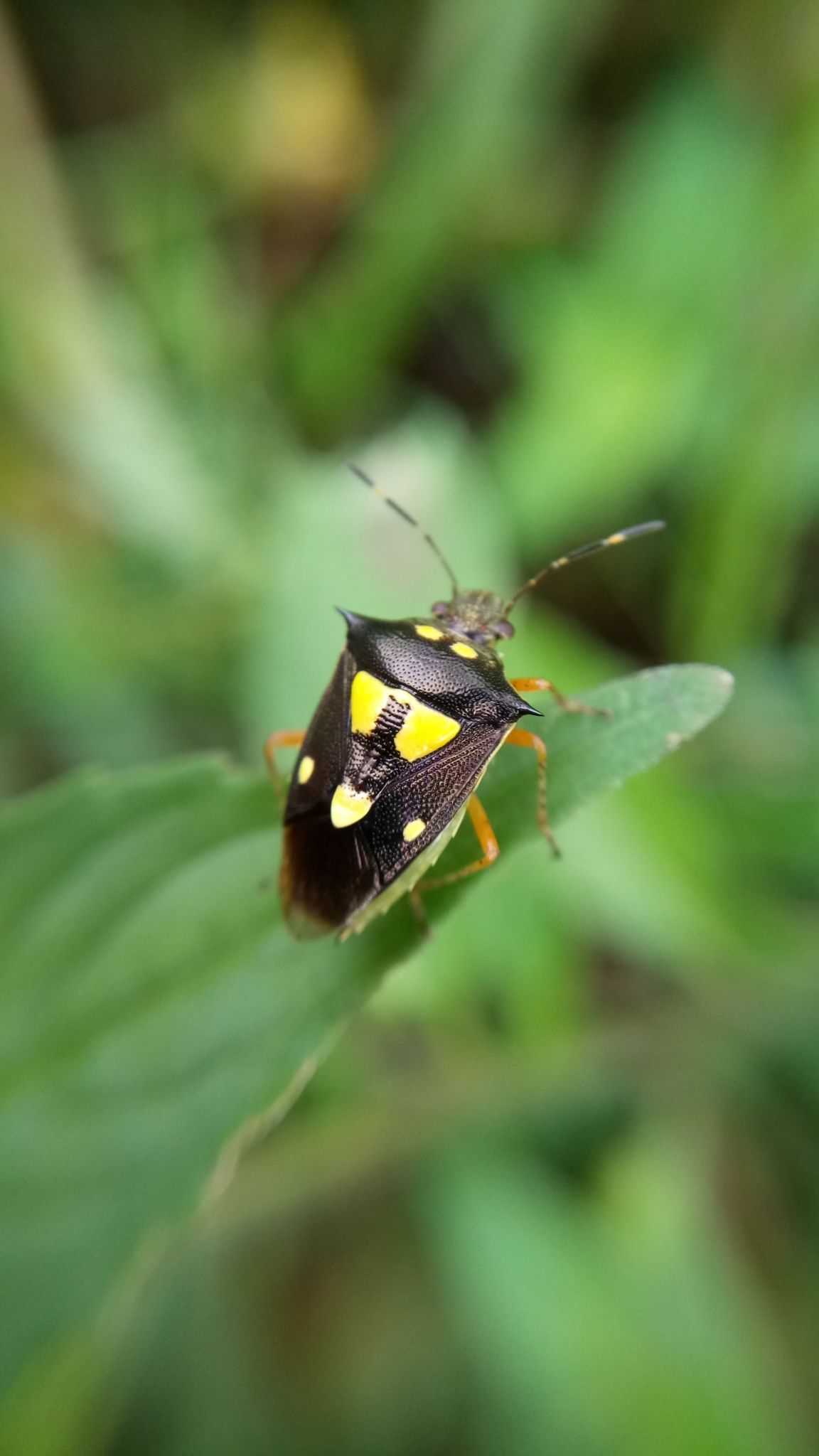 Mormidea collaris