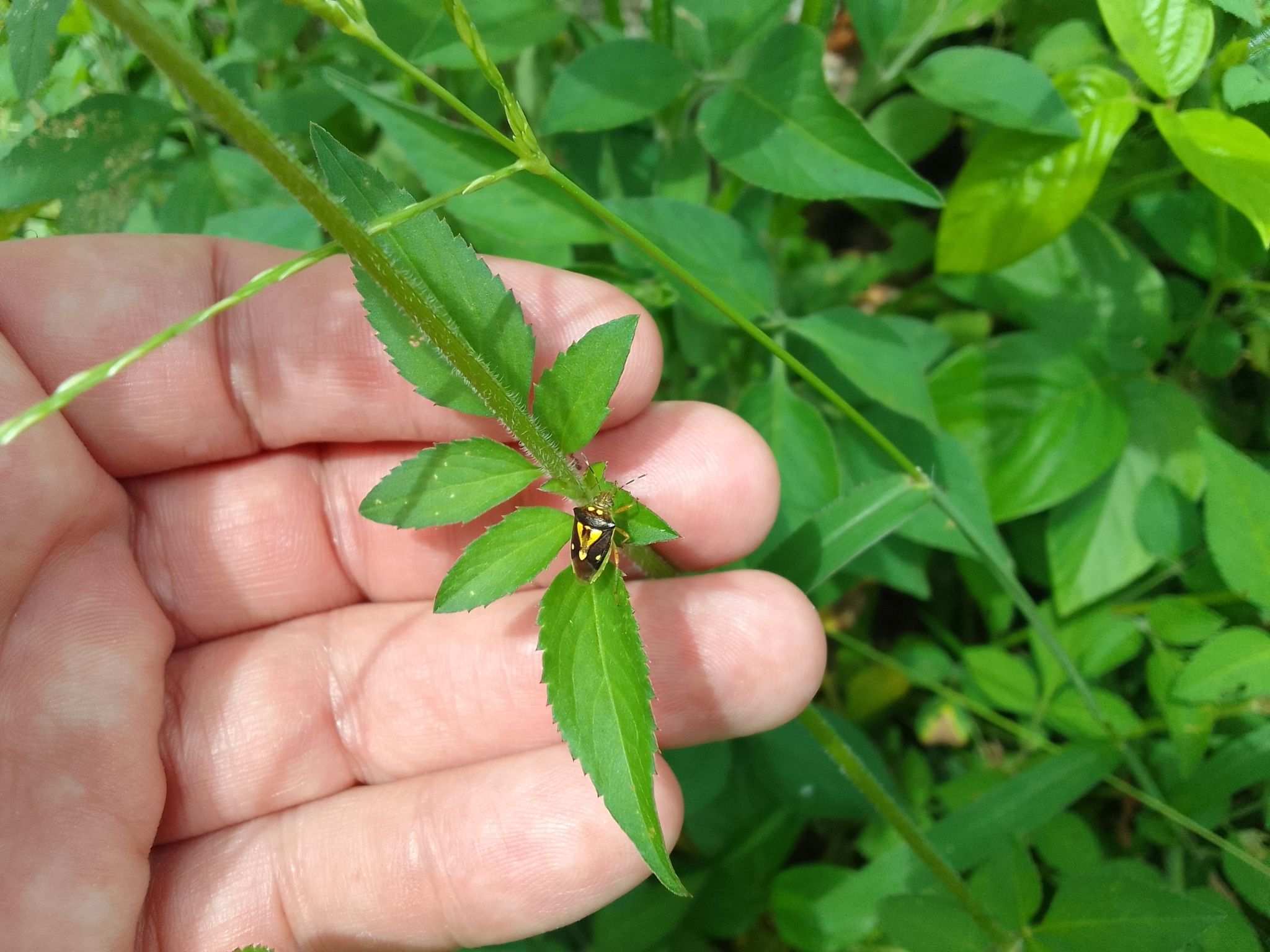 Mormidea collaris