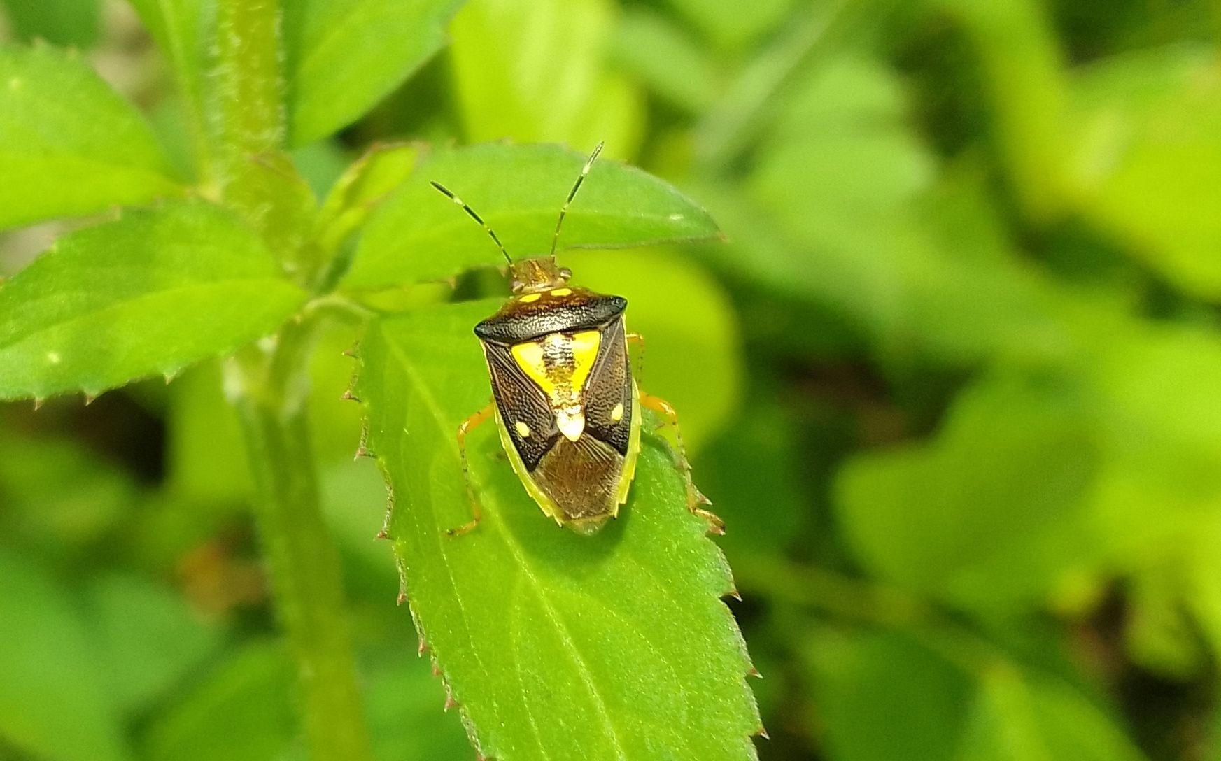 Mormidea collaris