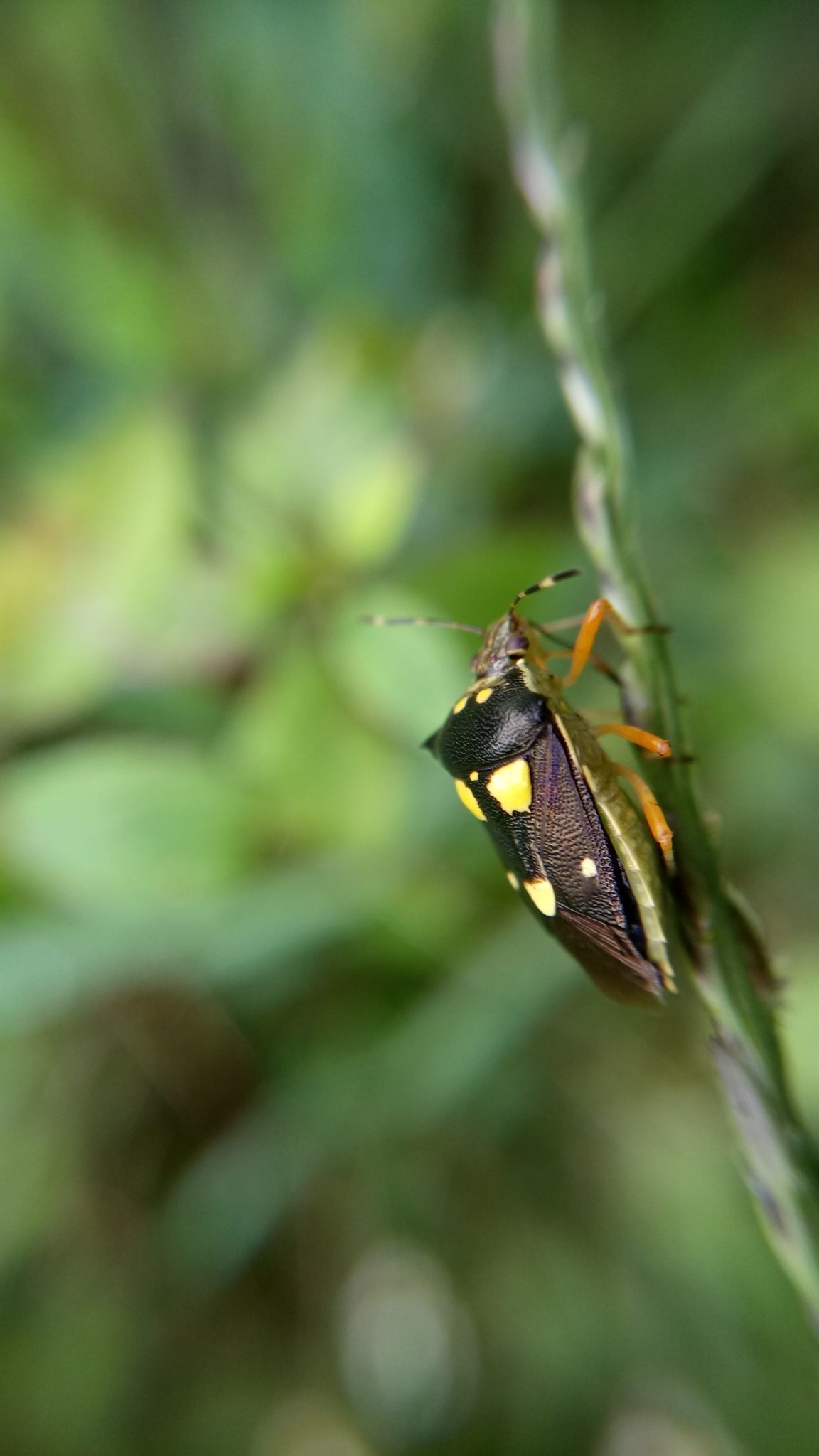 Mormidea collaris