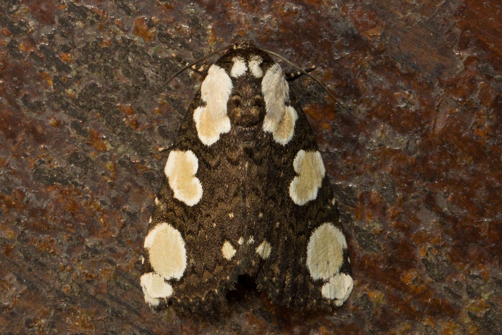 Mudaria luteileprosa