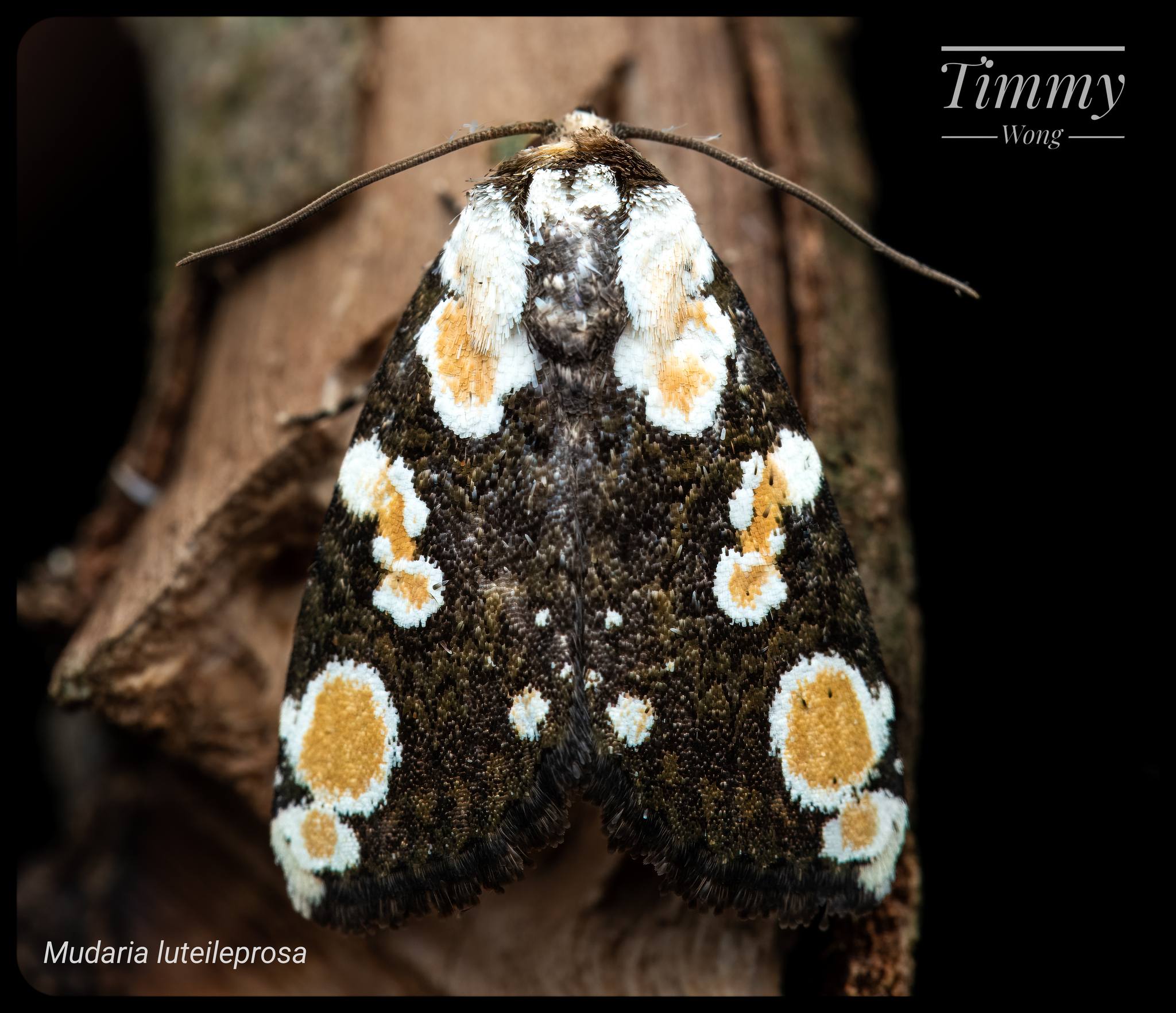 Mudaria luteileprosa