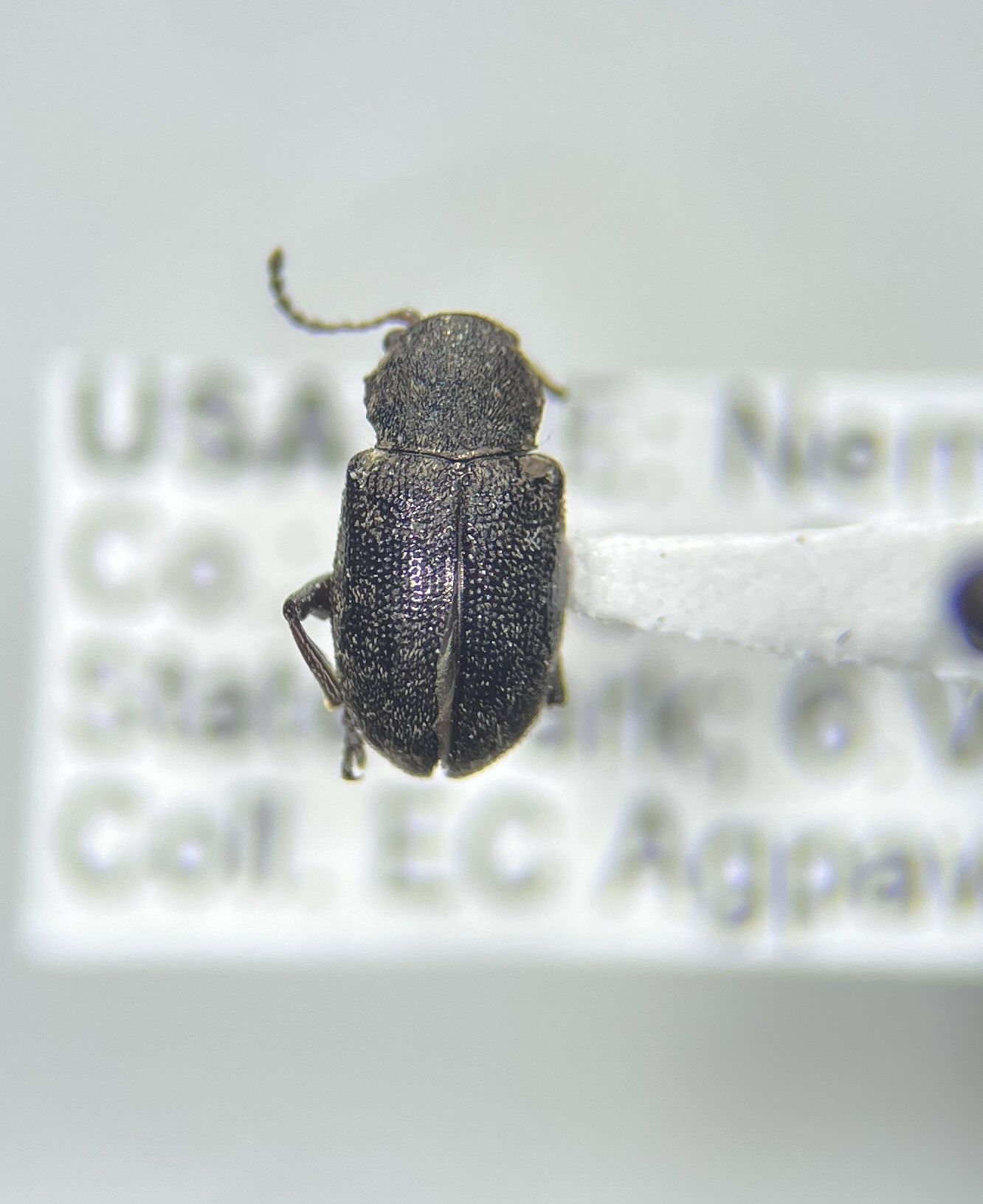 Myochrous
