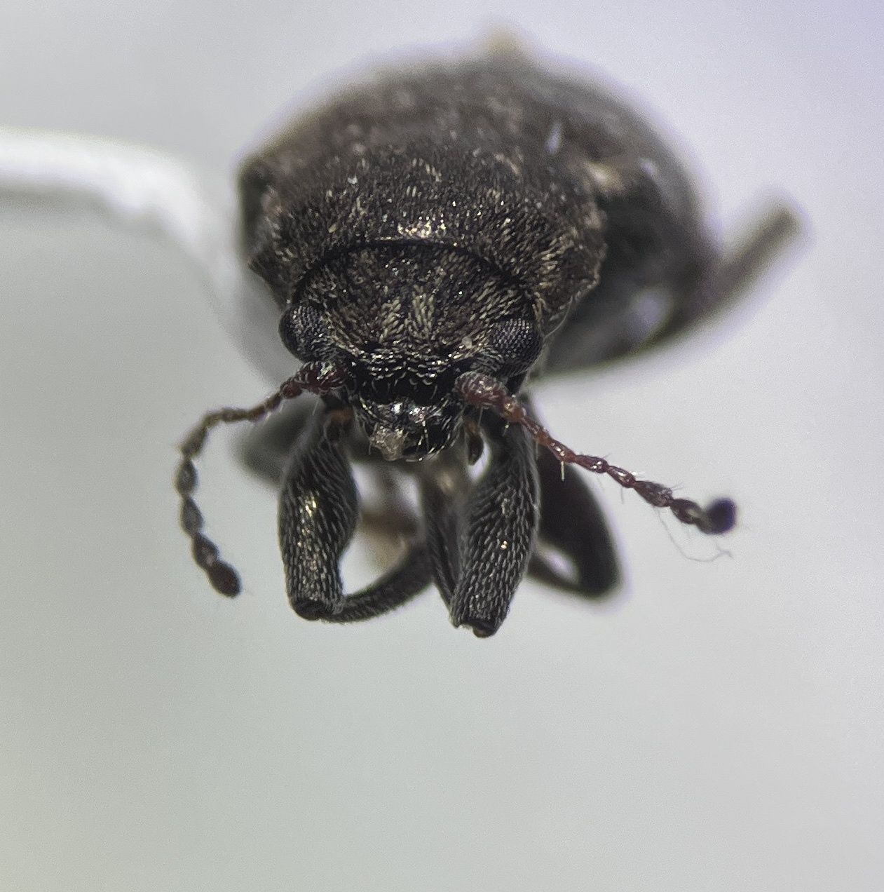 Myochrous