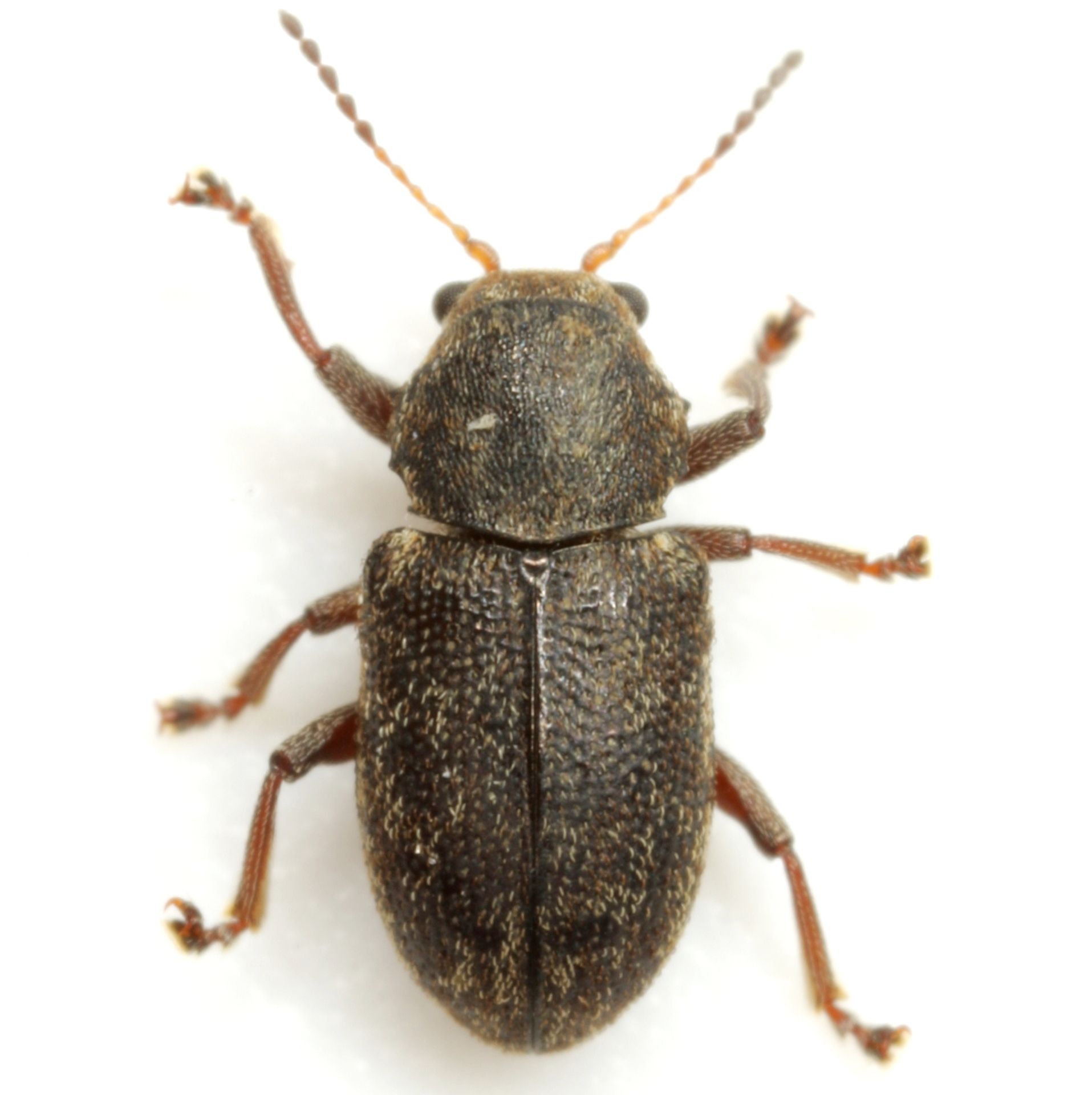 Myochrous
