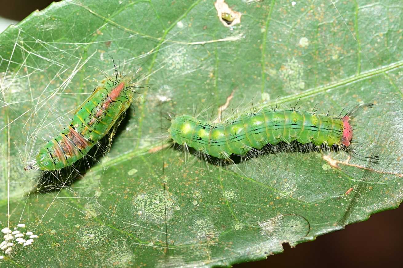 Sphrageidus virguncula