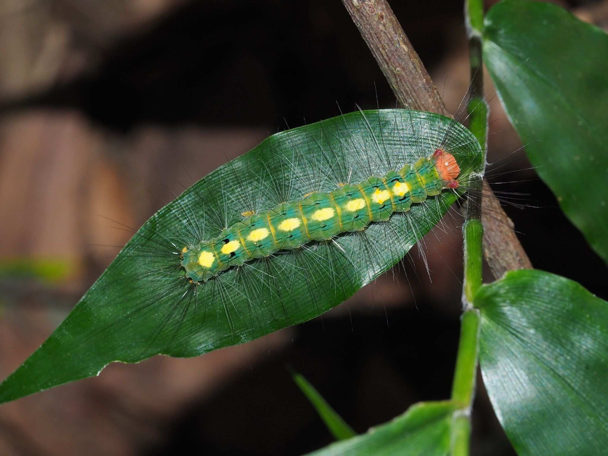 Sphrageidus virguncula