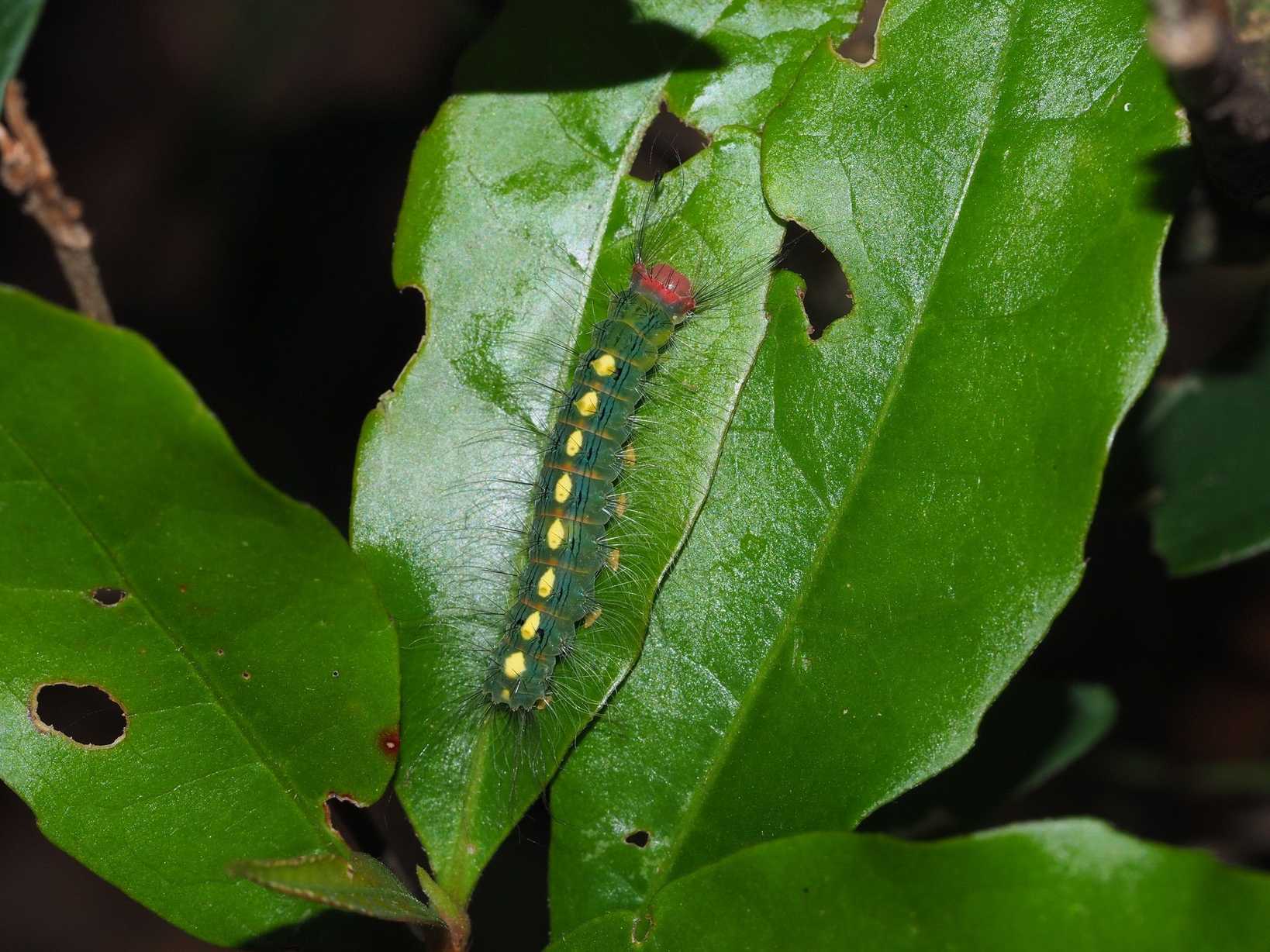 Sphrageidus virguncula