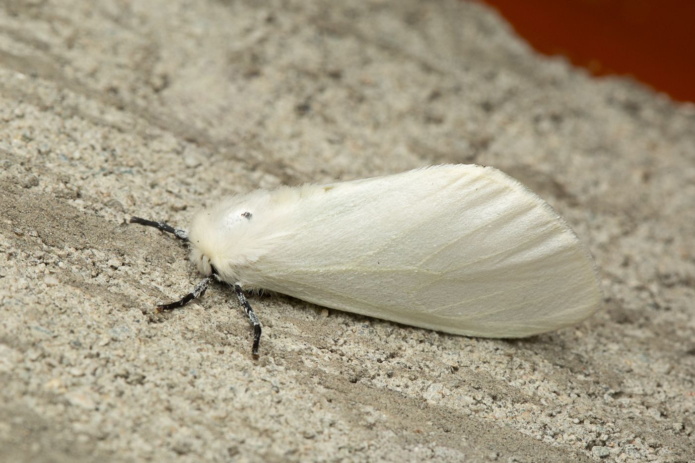 Sphrageidus virguncula