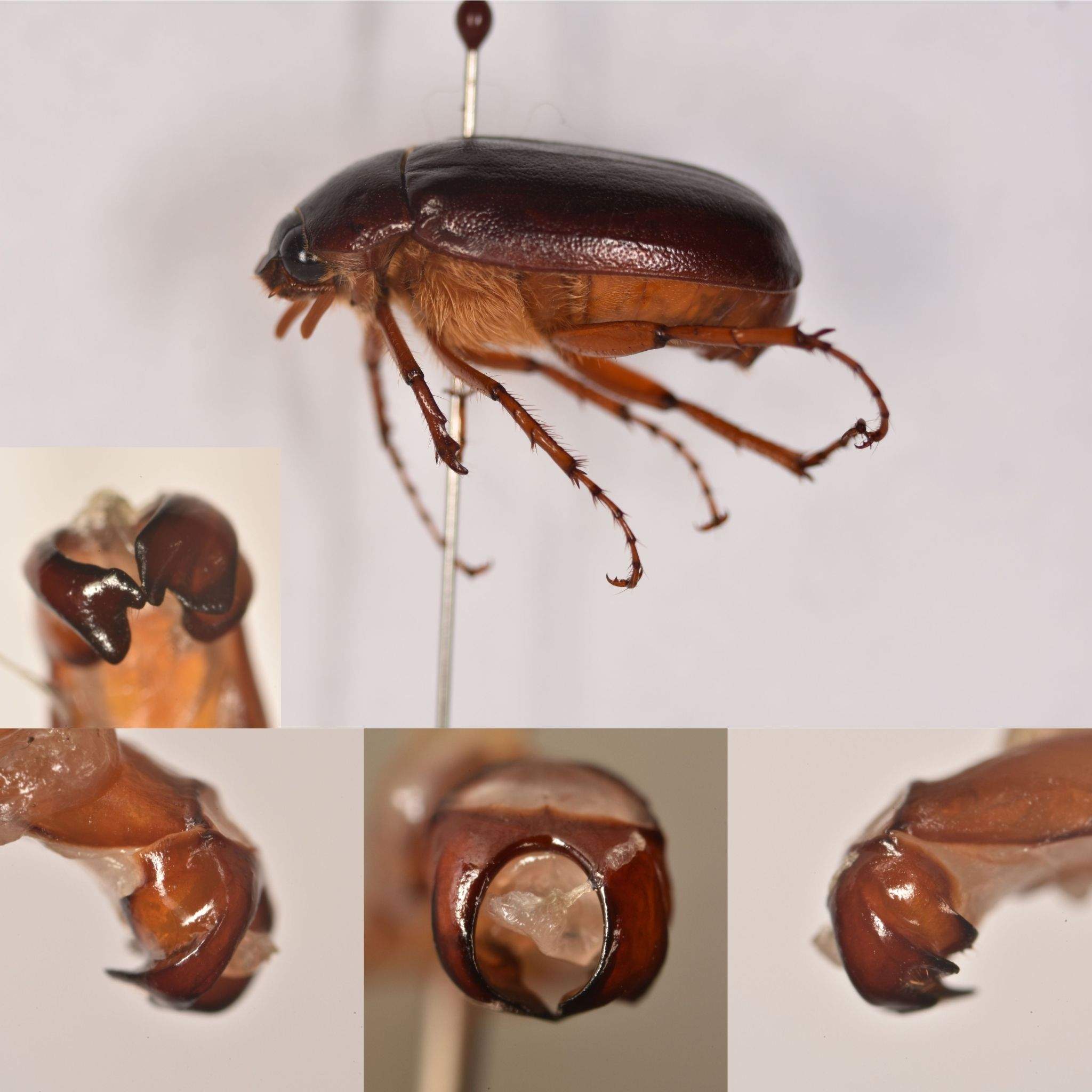Phyllophaga fusca