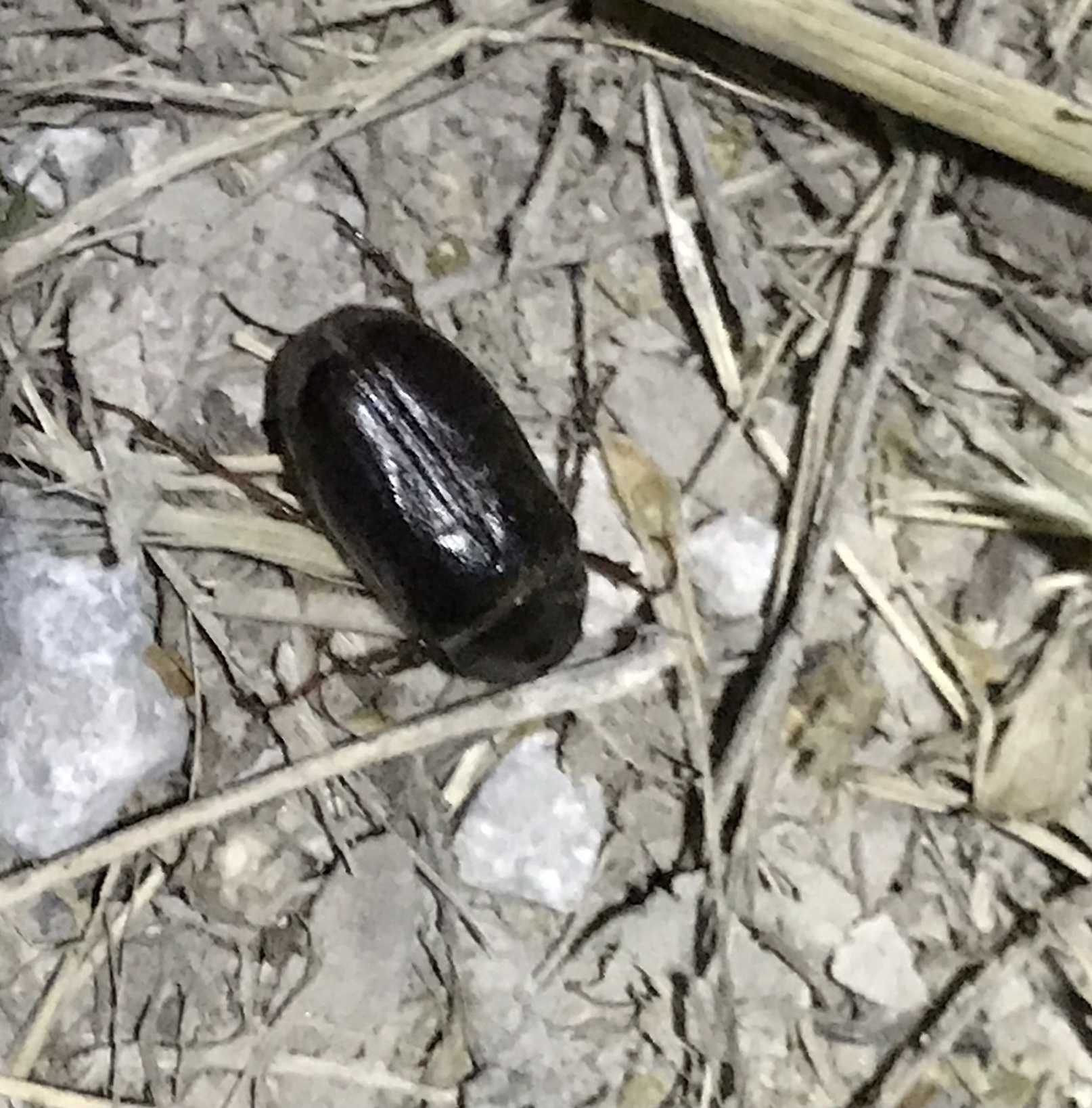 Phyllophaga fusca