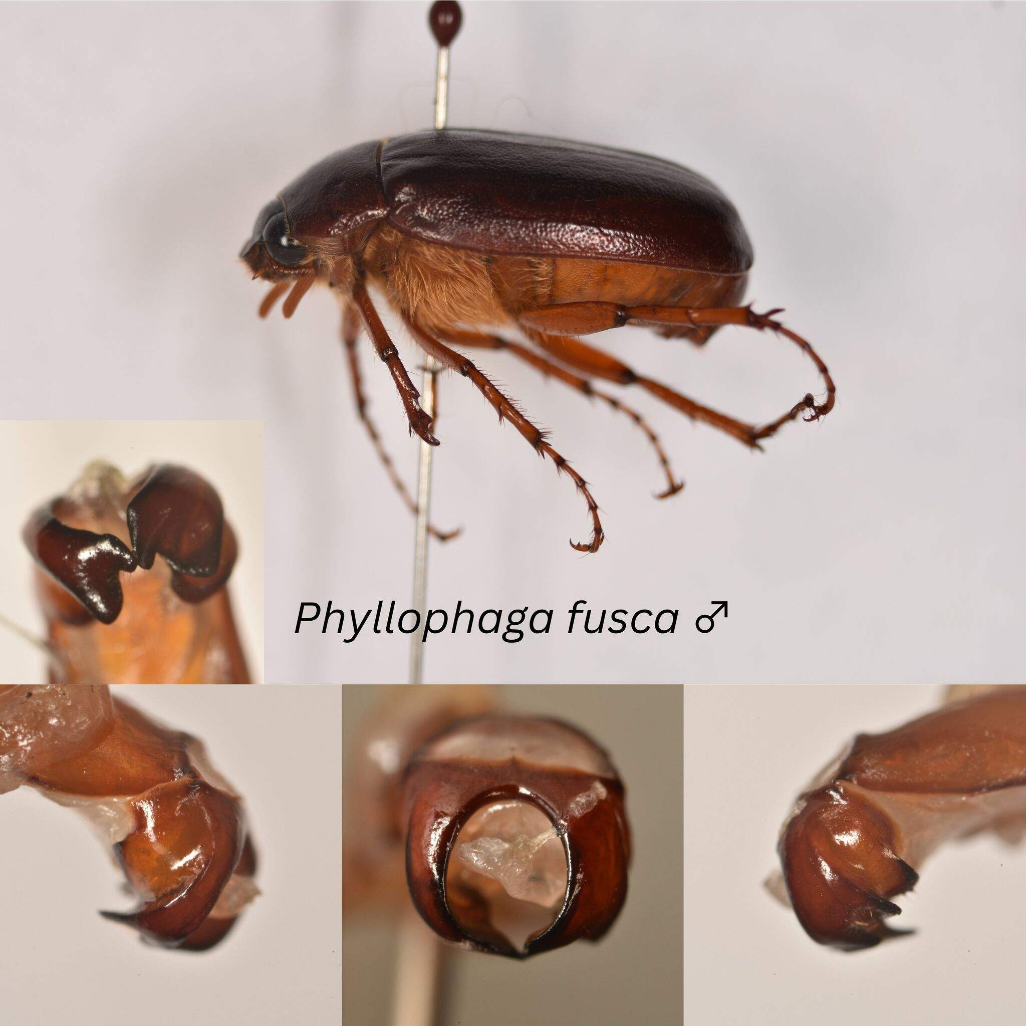Phyllophaga fusca