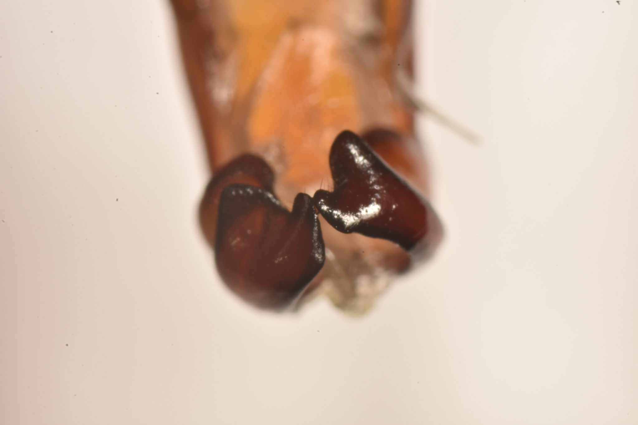 Phyllophaga fusca