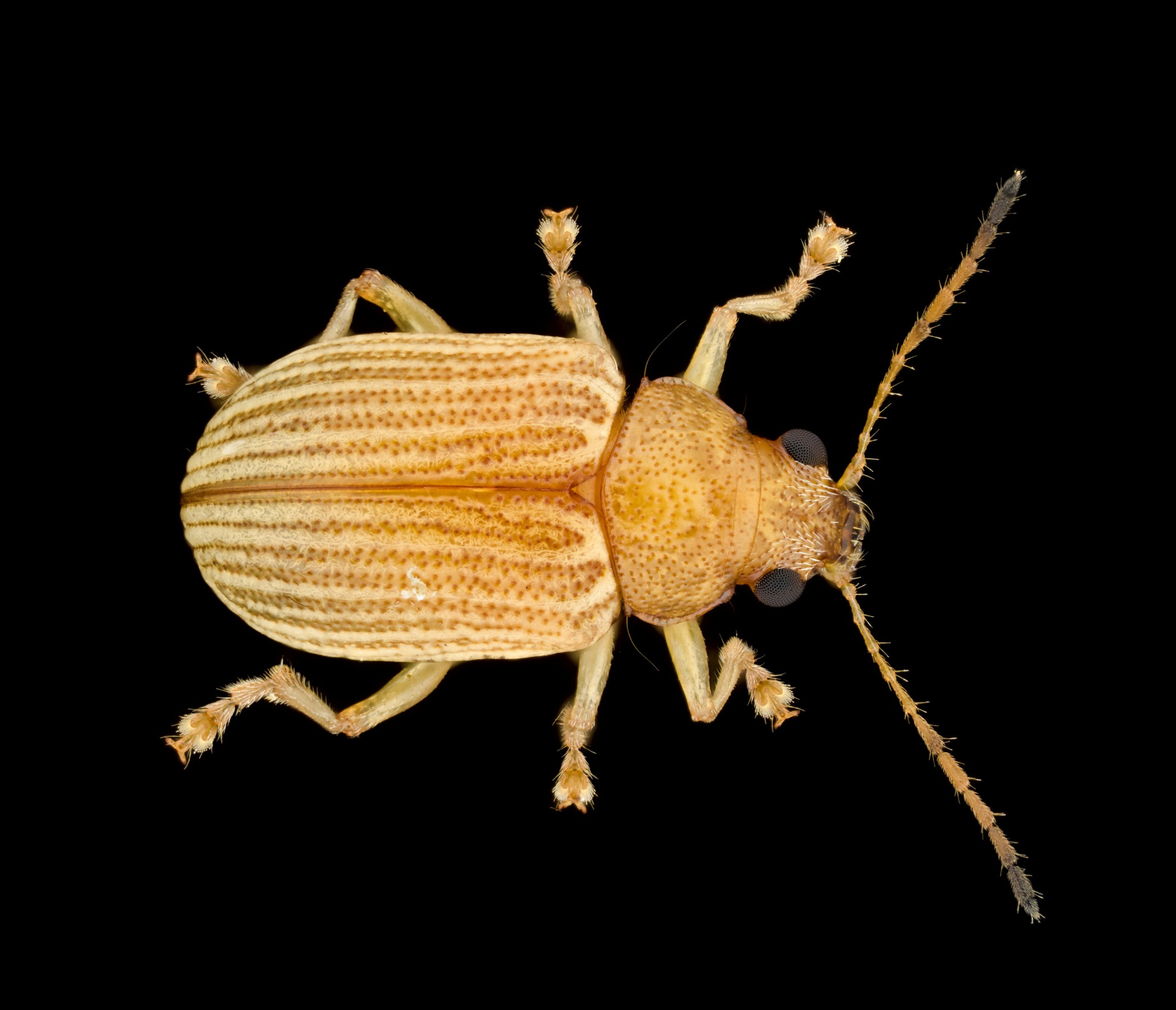 Colaspis brunnea