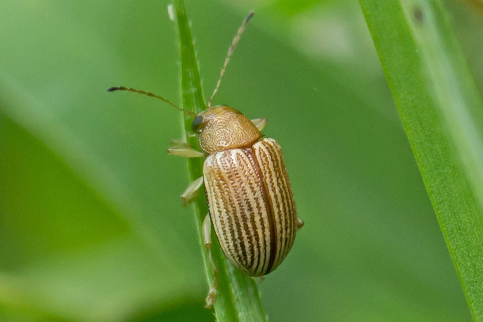 Colaspis brunnea