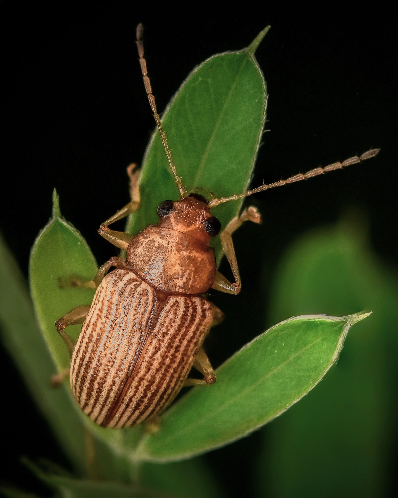 Colaspis brunnea