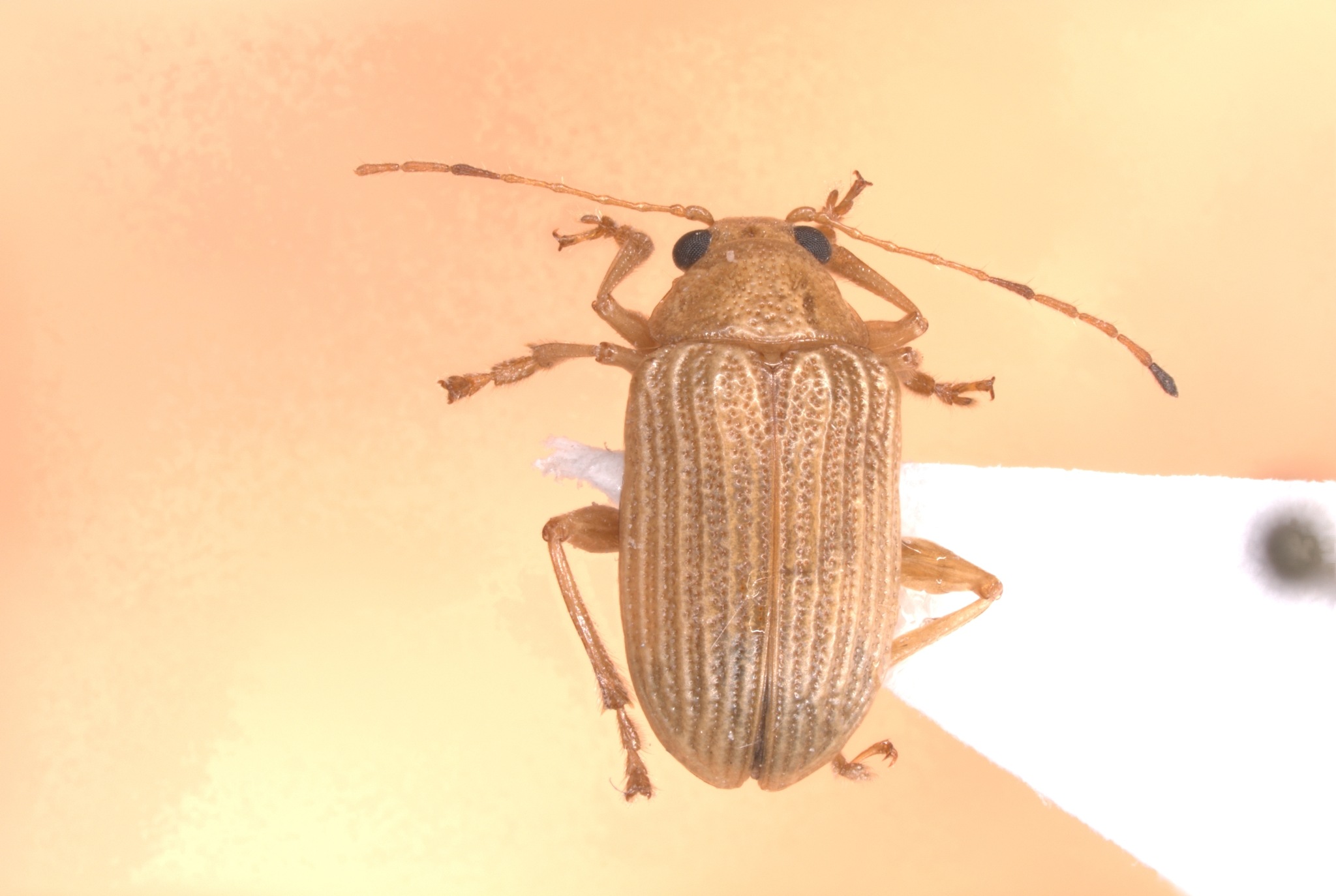 Colaspis brunnea
