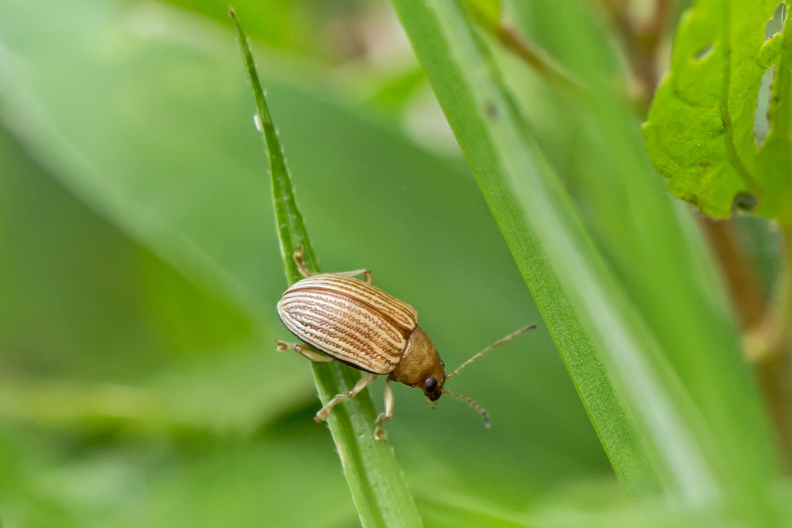 Colaspis brunnea