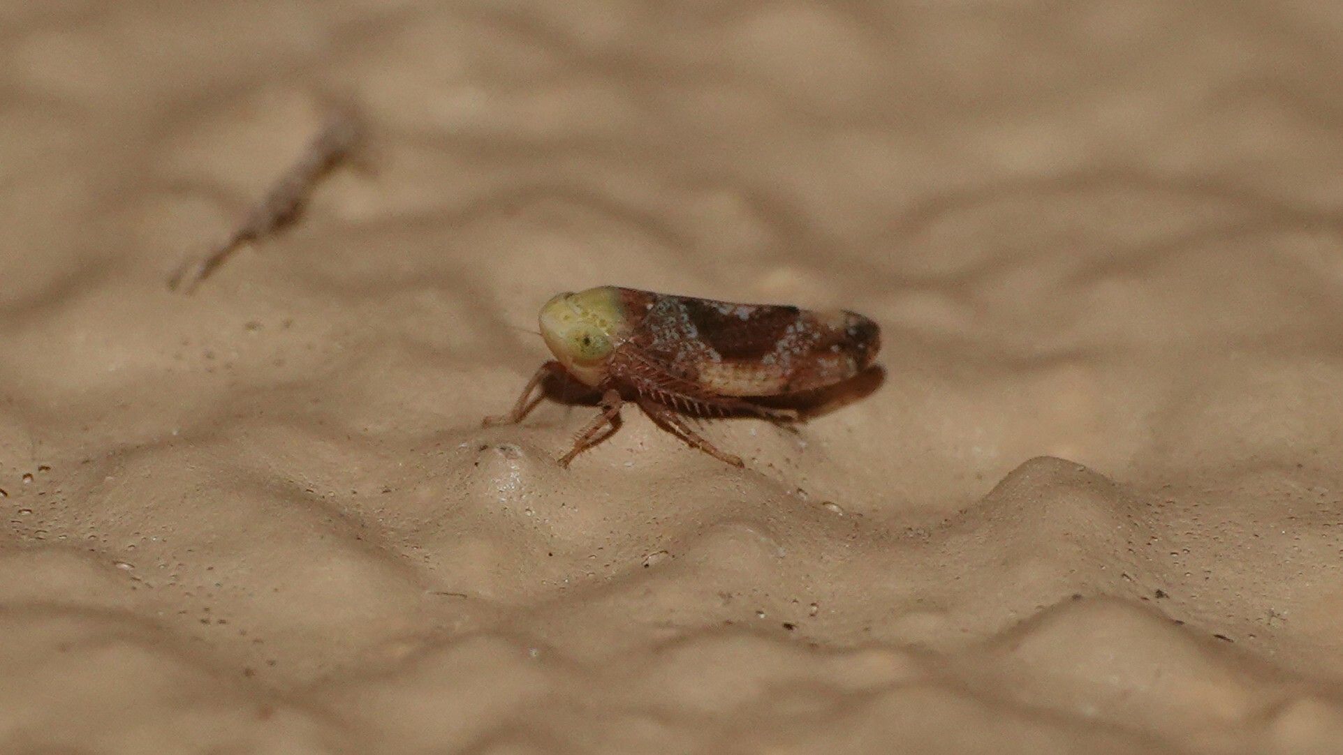 Hishimonus phycitis