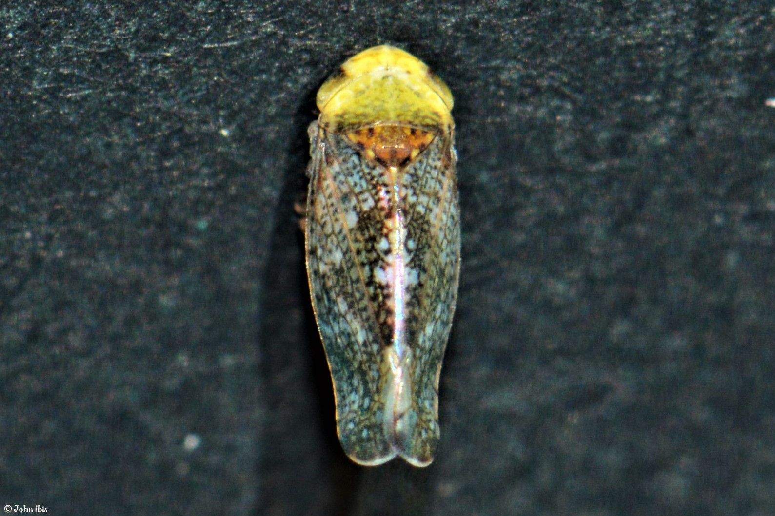Hishimonus phycitis