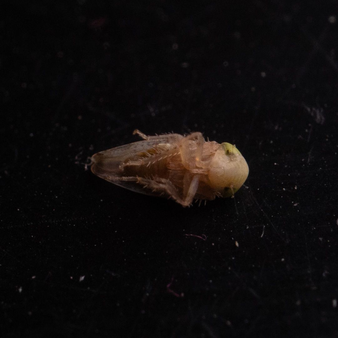 Hishimonus phycitis