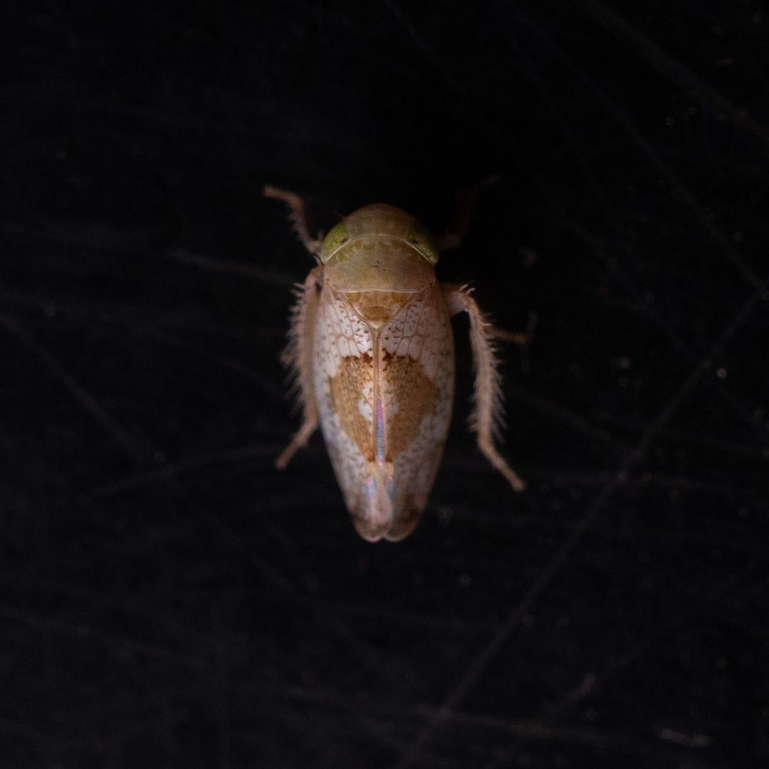 Hishimonus phycitis