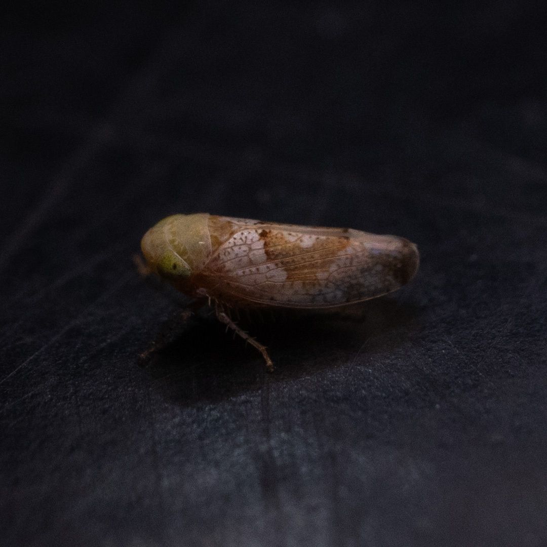 Hishimonus phycitis