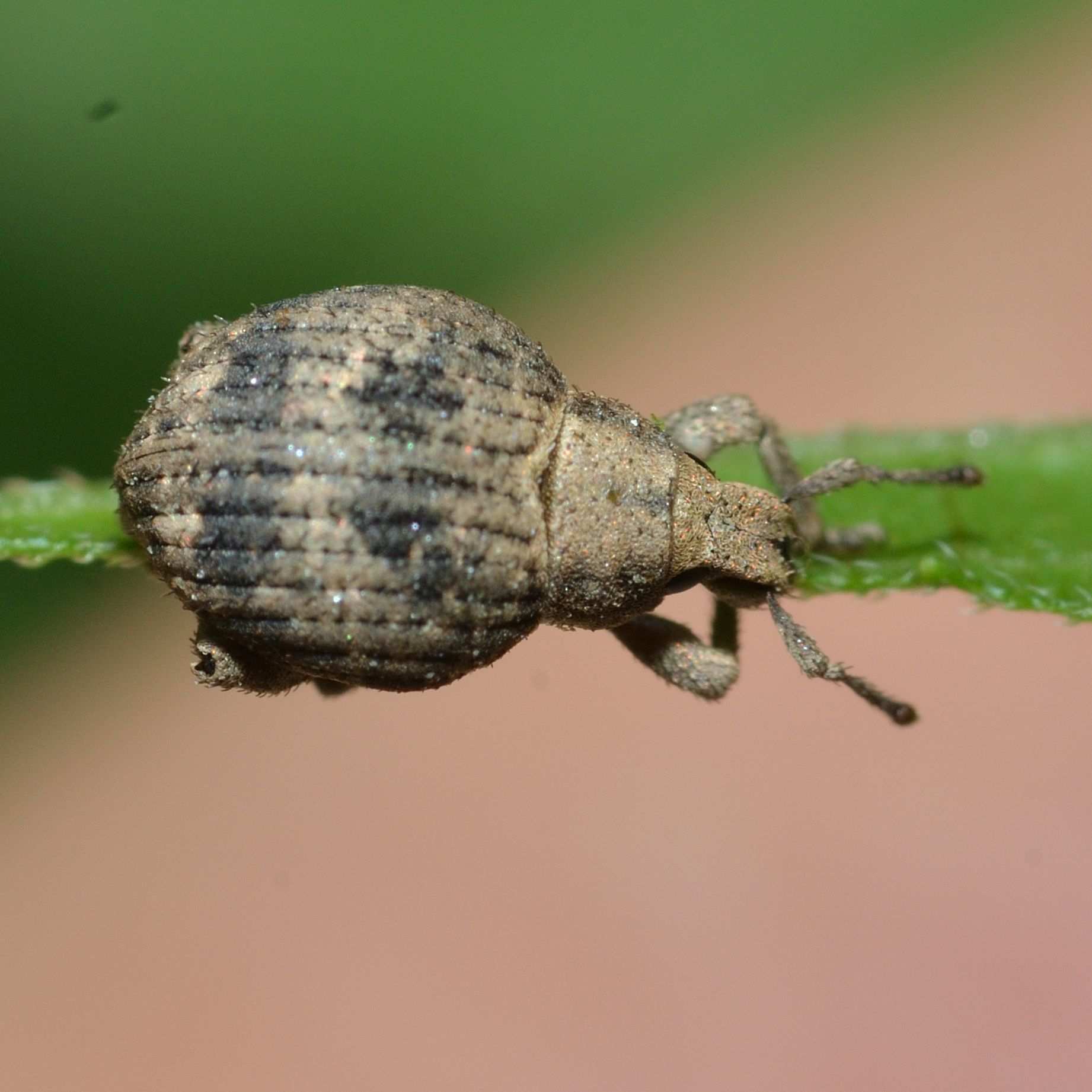 Callirhopalus bifasciatus