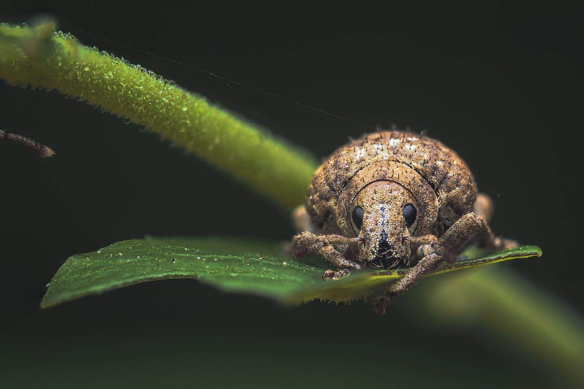 Callirhopalus bifasciatus