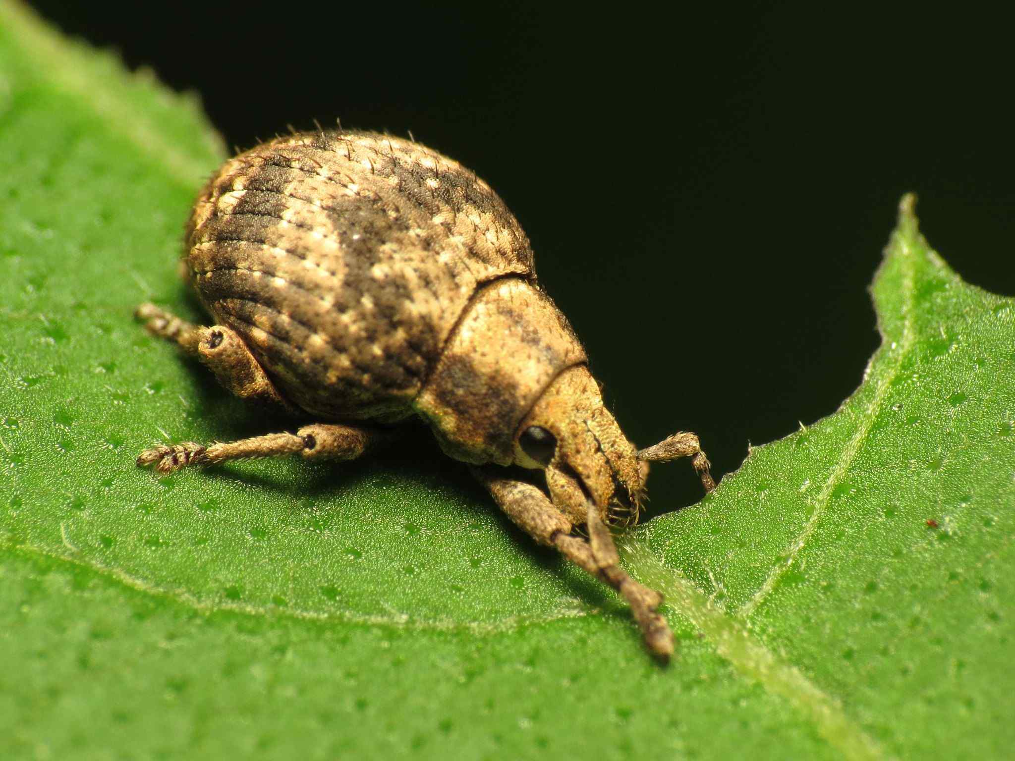 Callirhopalus bifasciatus