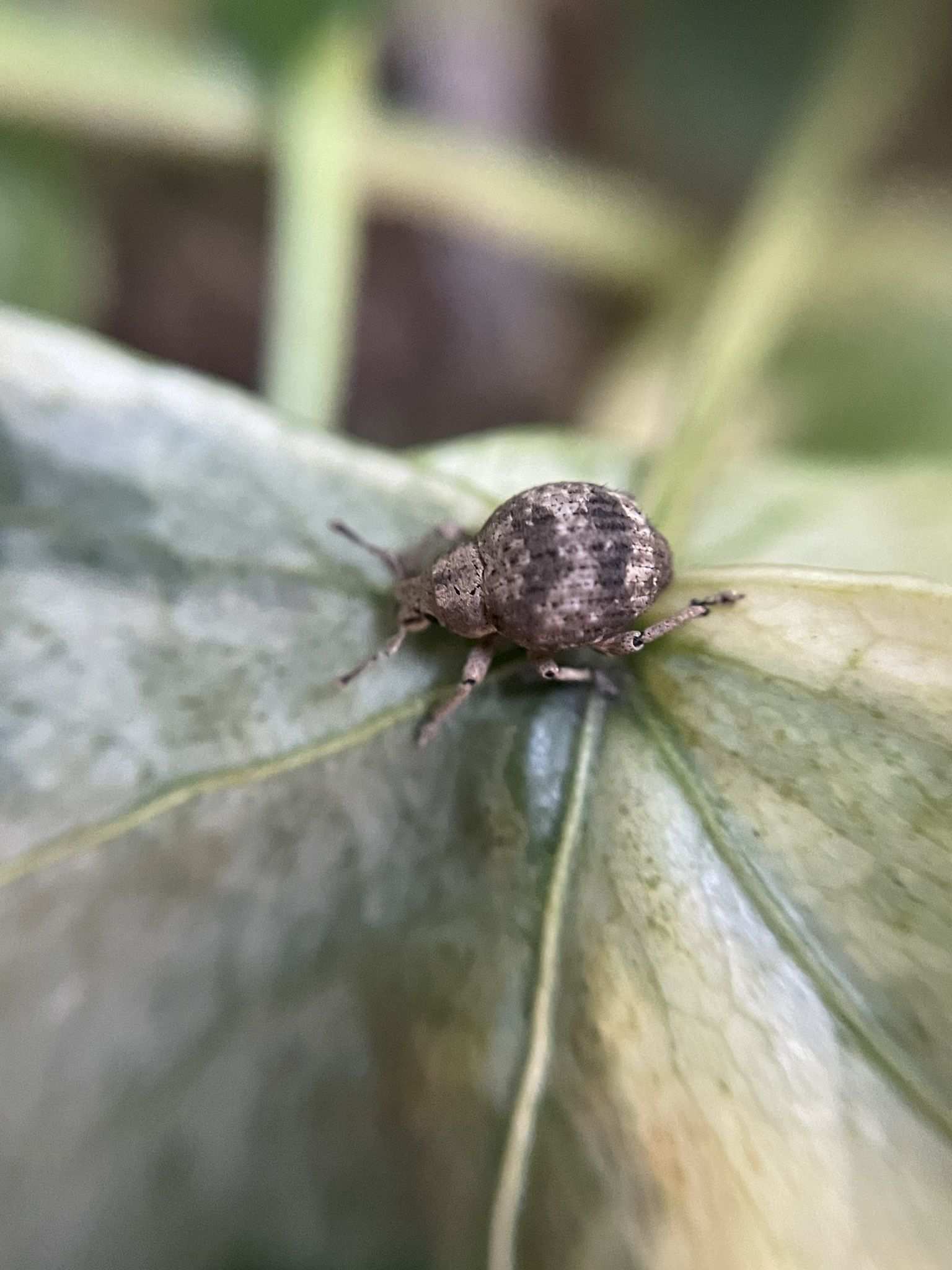 Callirhopalus bifasciatus